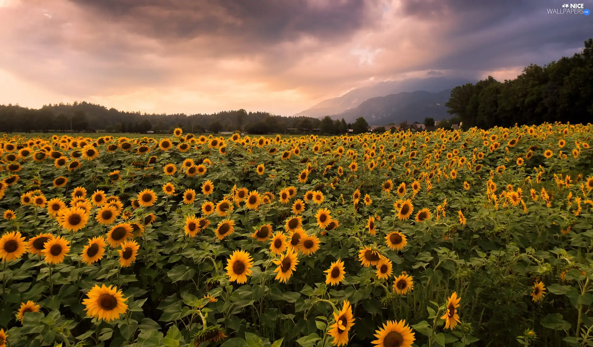 viewes, clouds, plantation, trees, Nice sunflowers