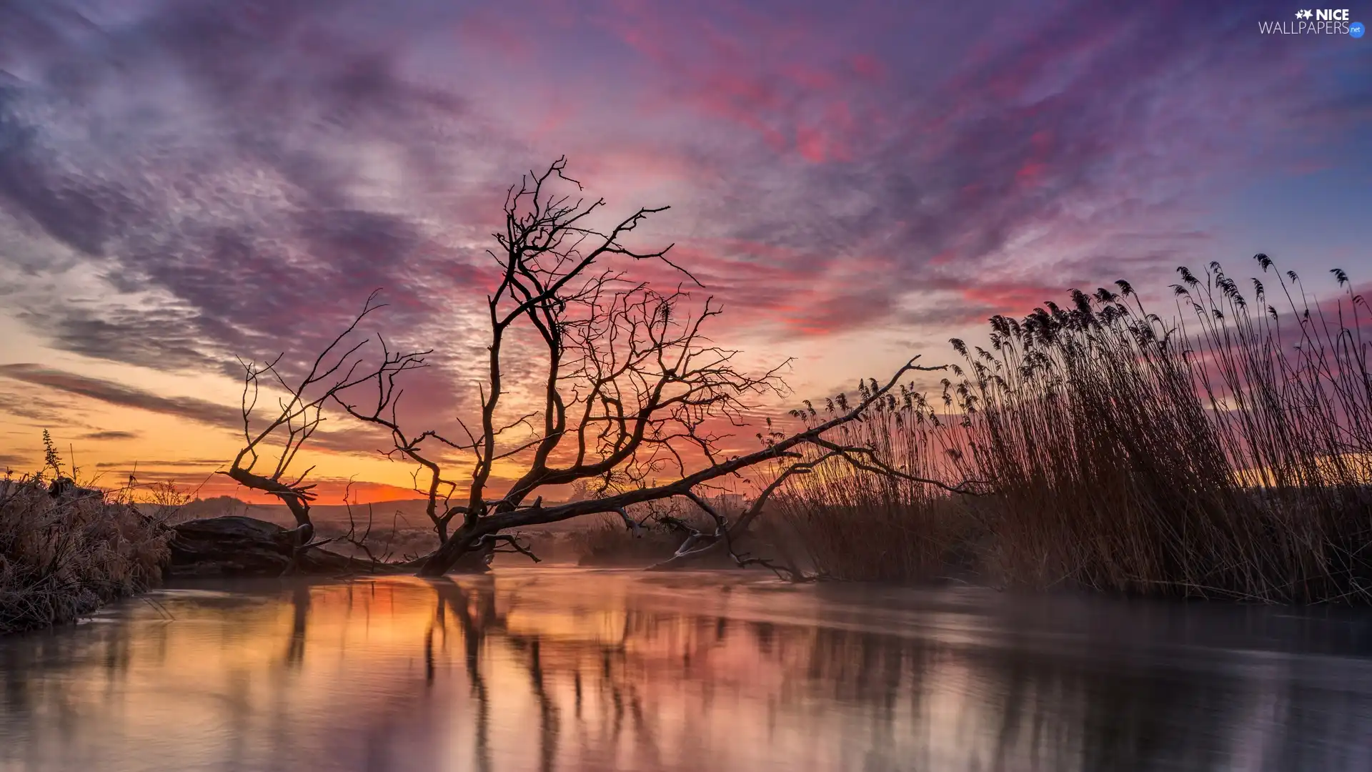 color, Great Sunsets, trees, rushes, Sky, River