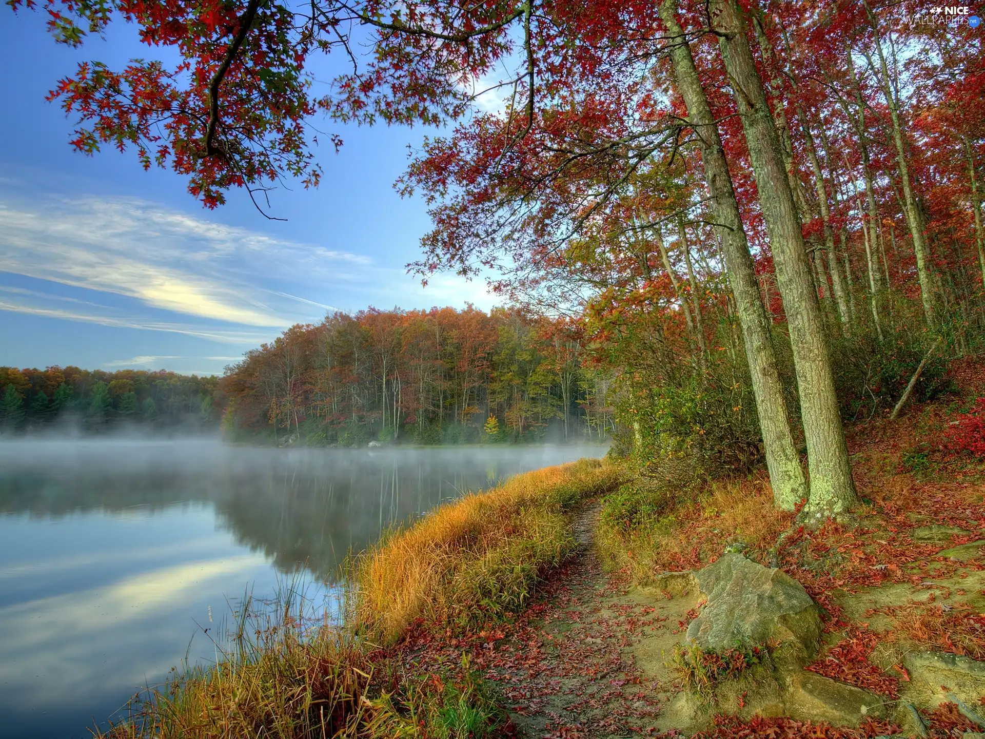 trees, viewes, lake, mist, autumn