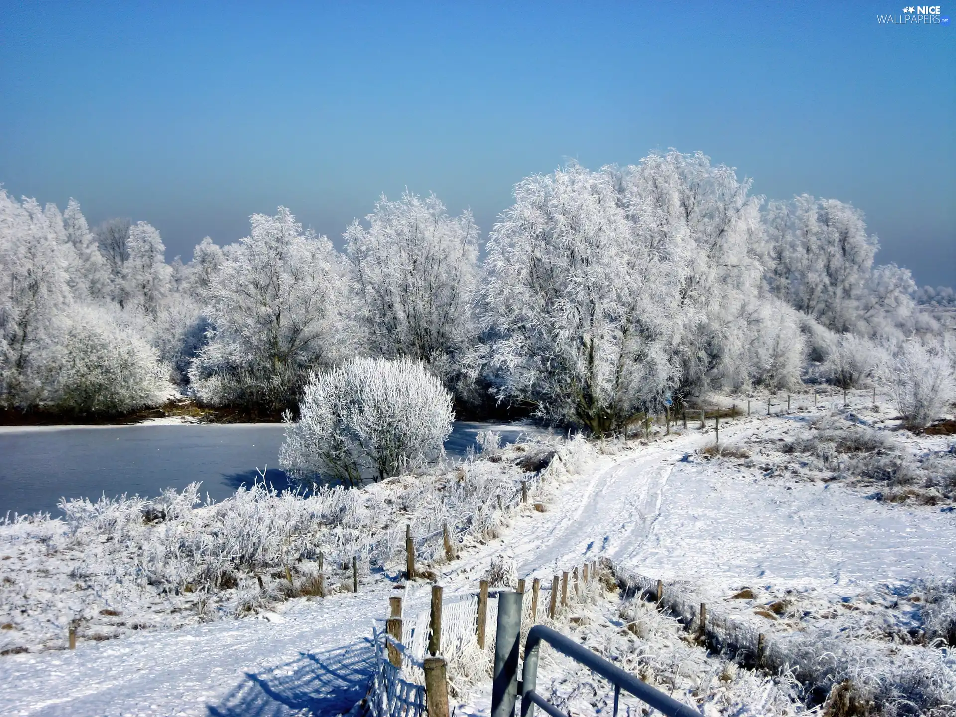 trees, viewes, lake, frosty, Way