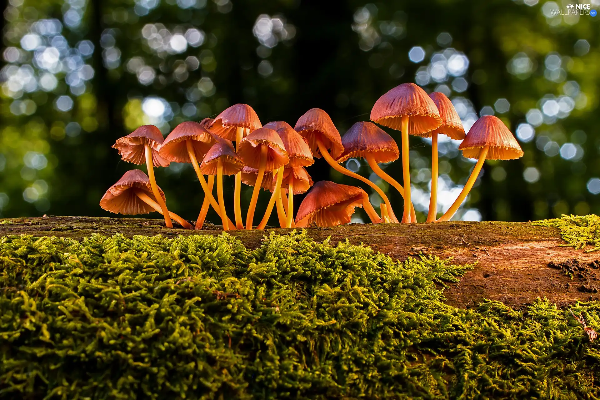 trunk, mushroom, Moss