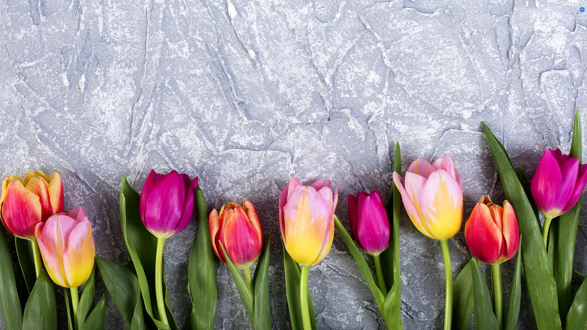 color, Grey, background, Tulips