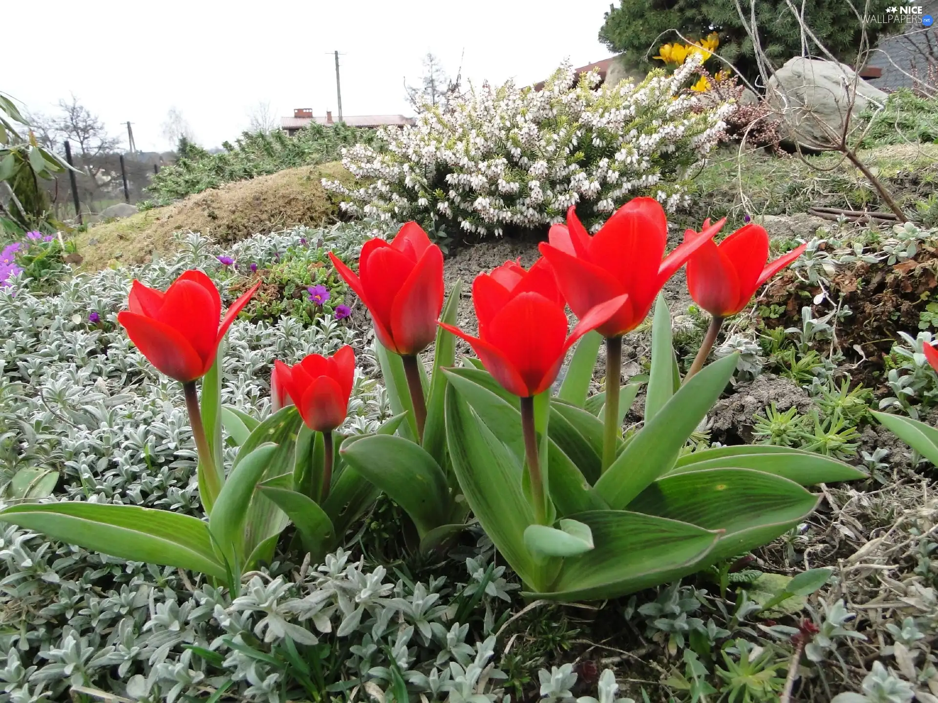 Tulips, Garden, Flowers