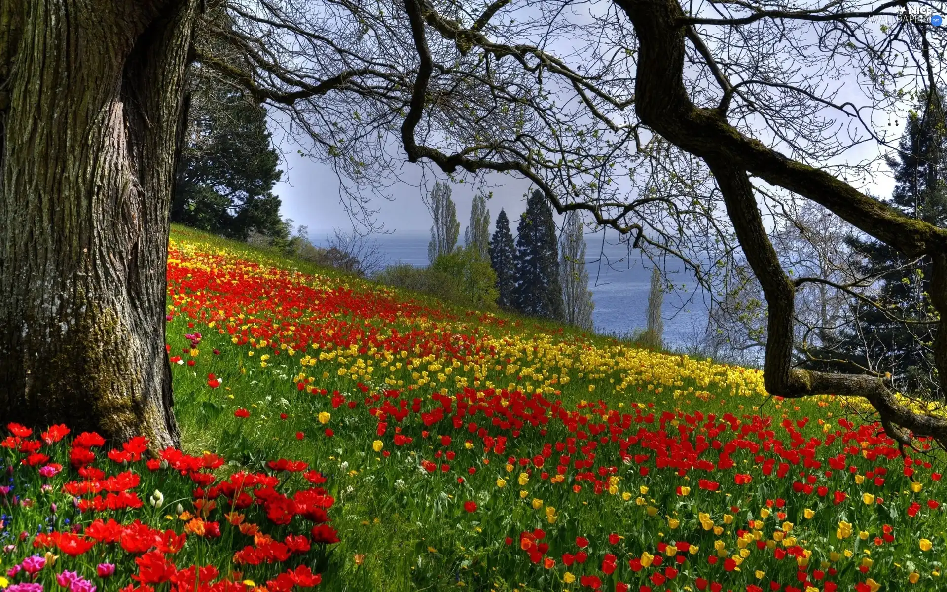 Tulips, trees, viewes