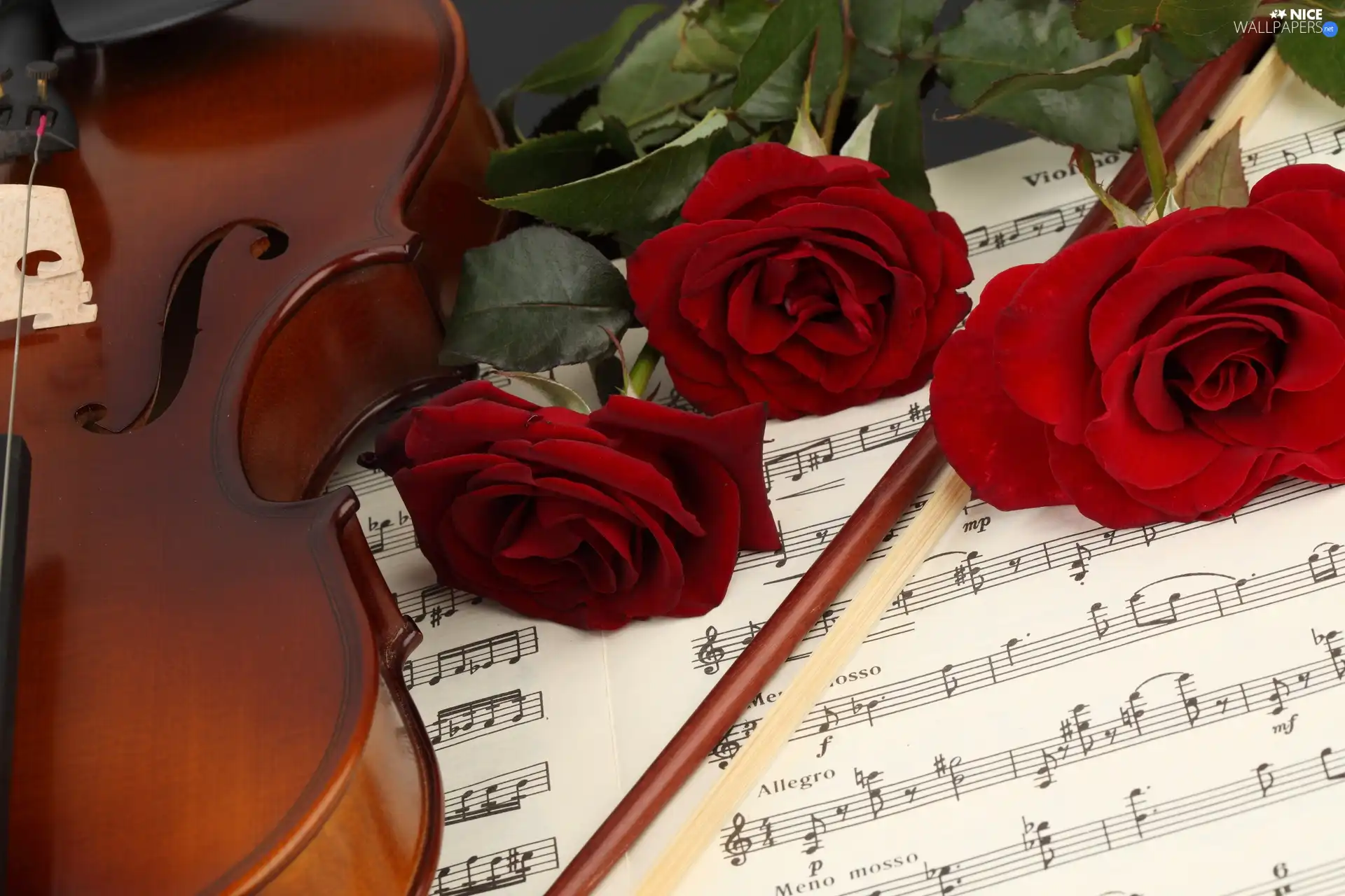 Tunes, roses, instrument, musical, violin - Nice ...