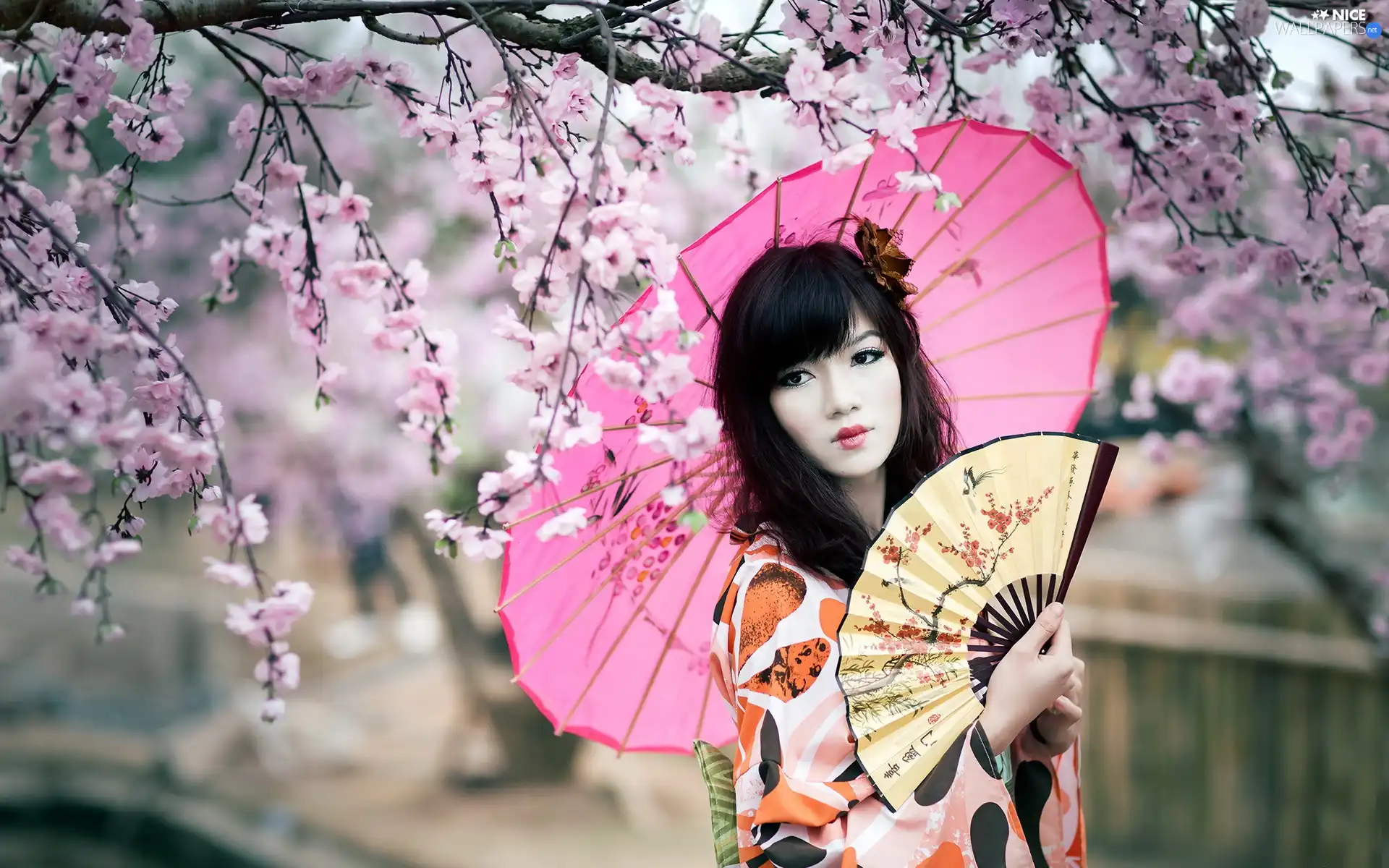 umbrella, Women, Flourished, Twigs, Fan, Asian
