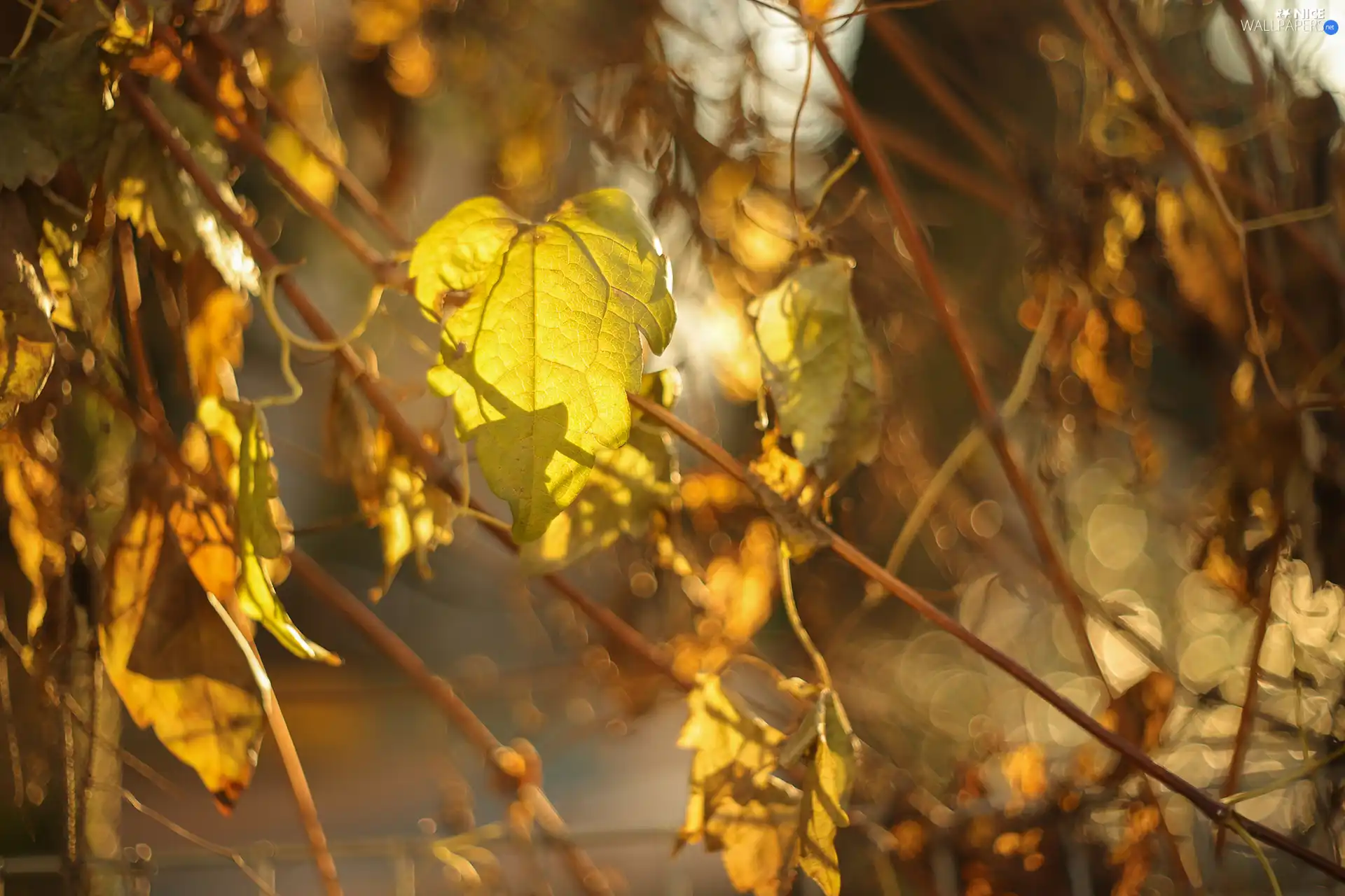 Twigs, Yellow, leaf