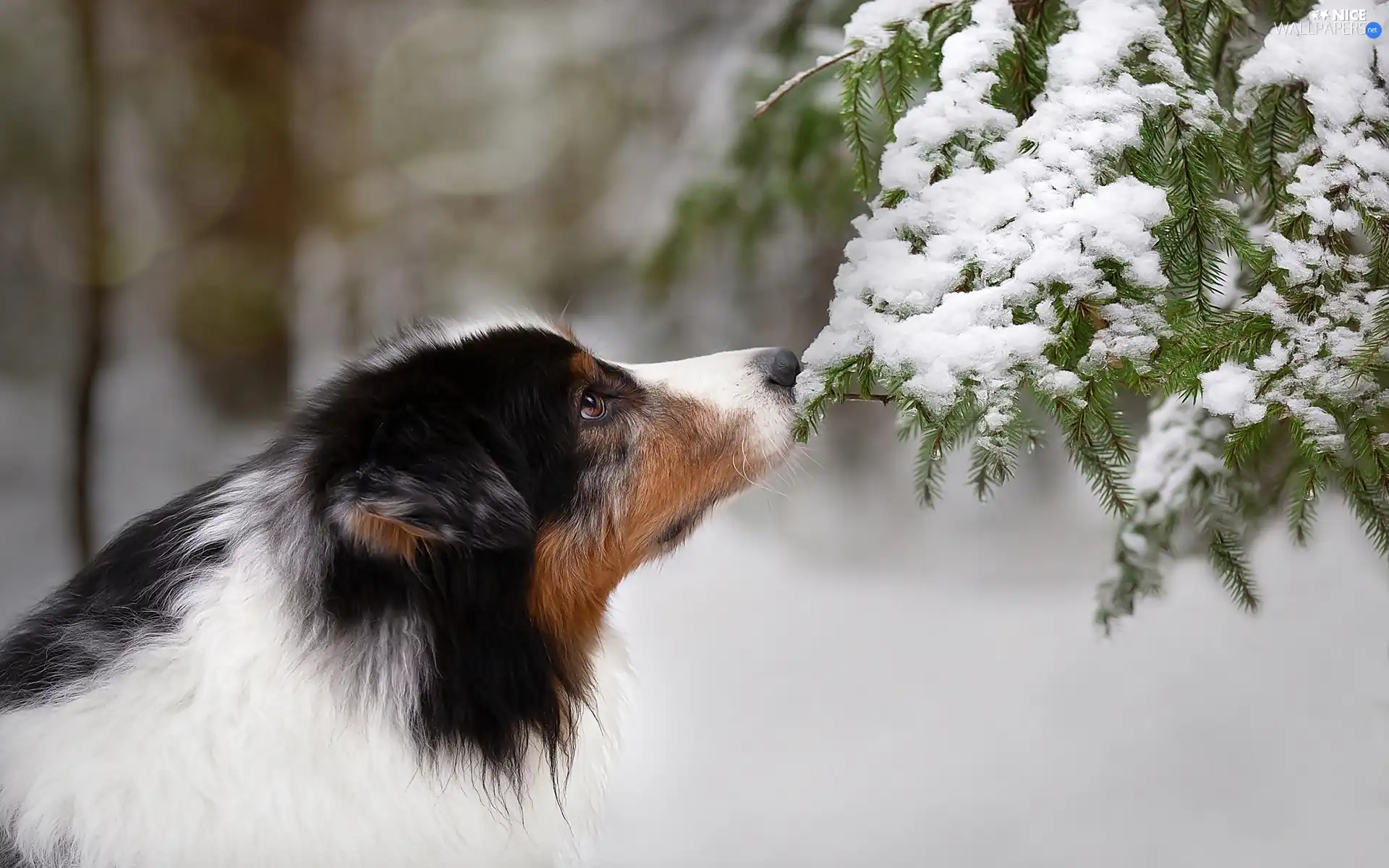 dog, Twigs, snow, Australian Shepherd
