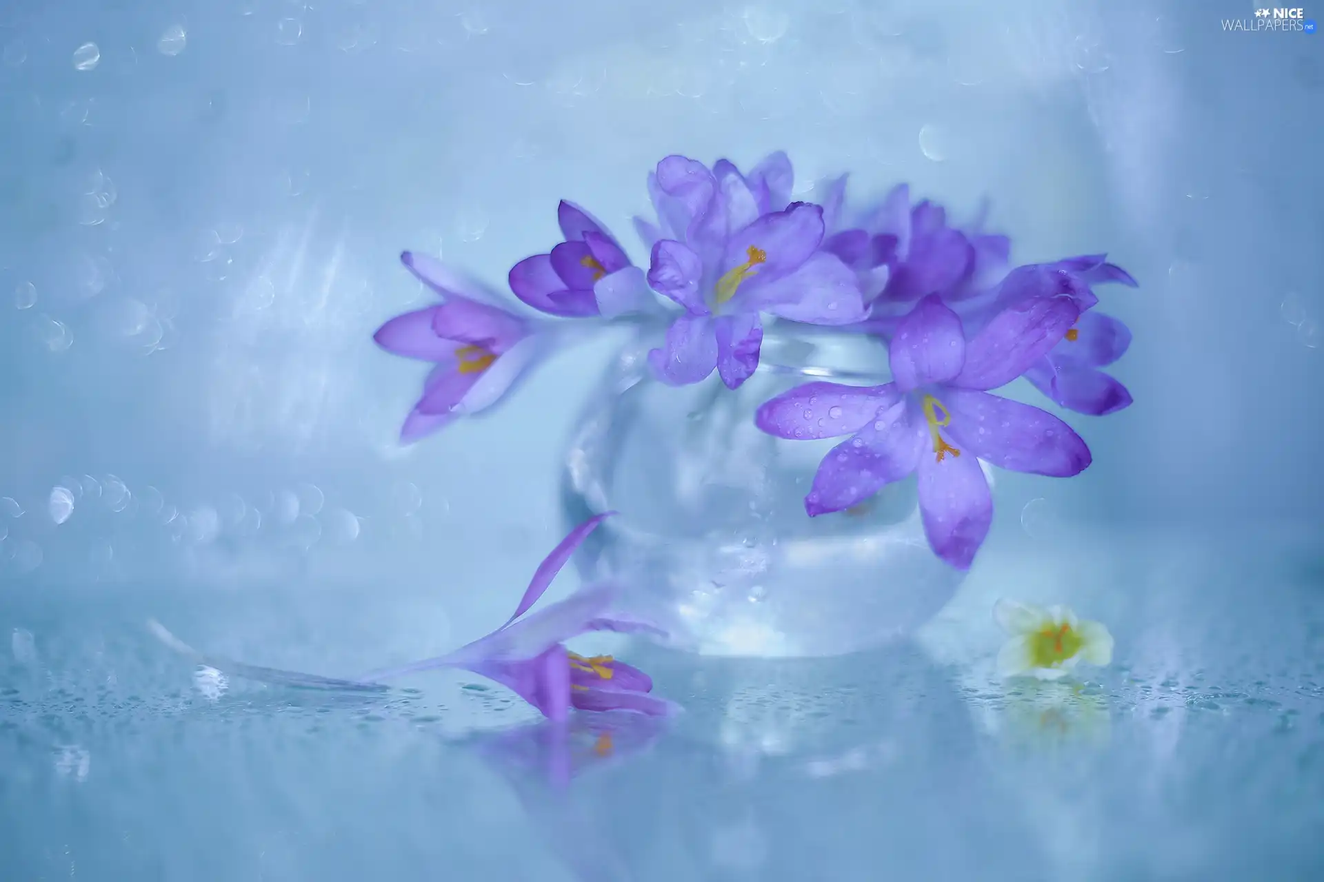 glass, vase, purple, Flowers, crocuses