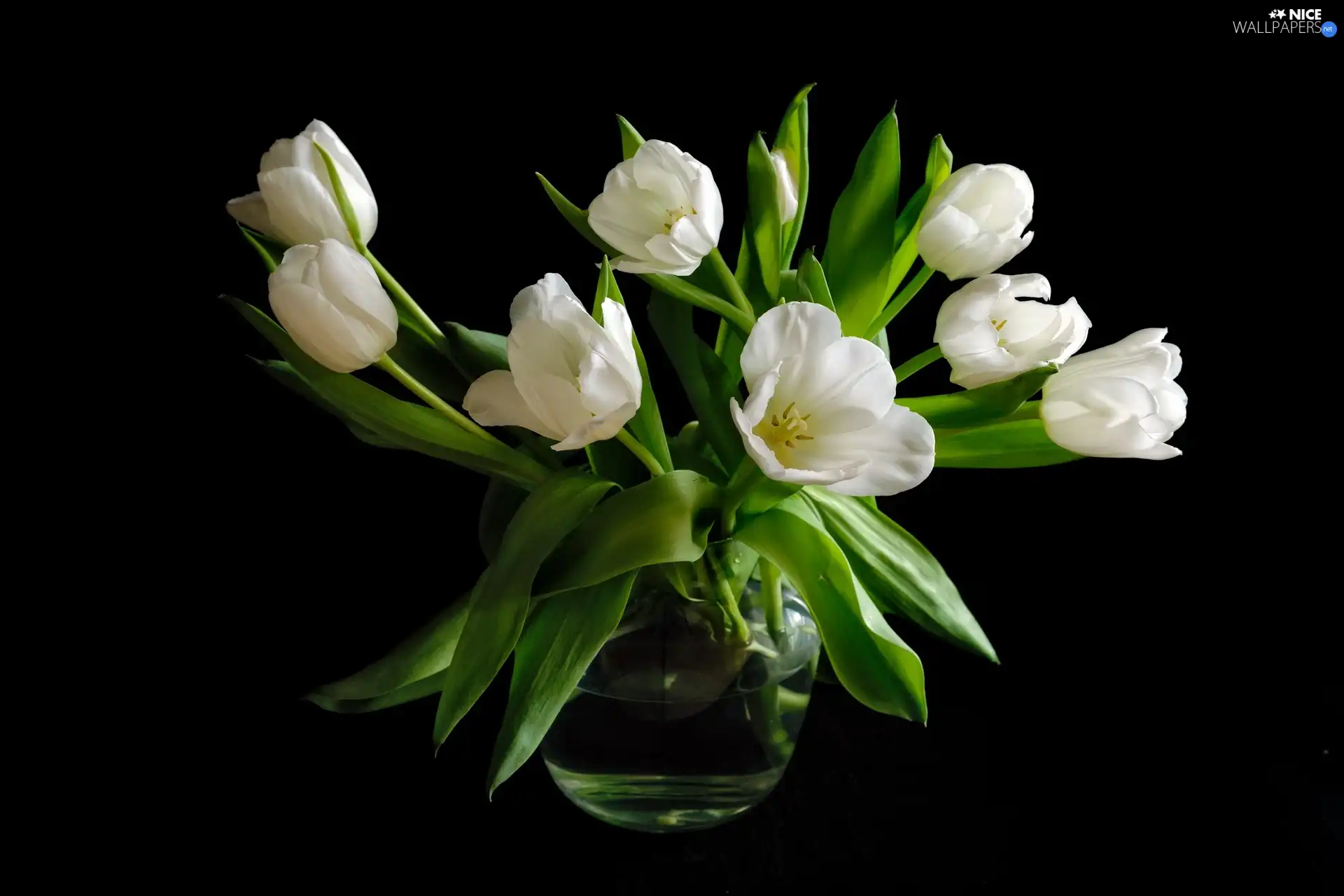 Vase, White, Tulips
