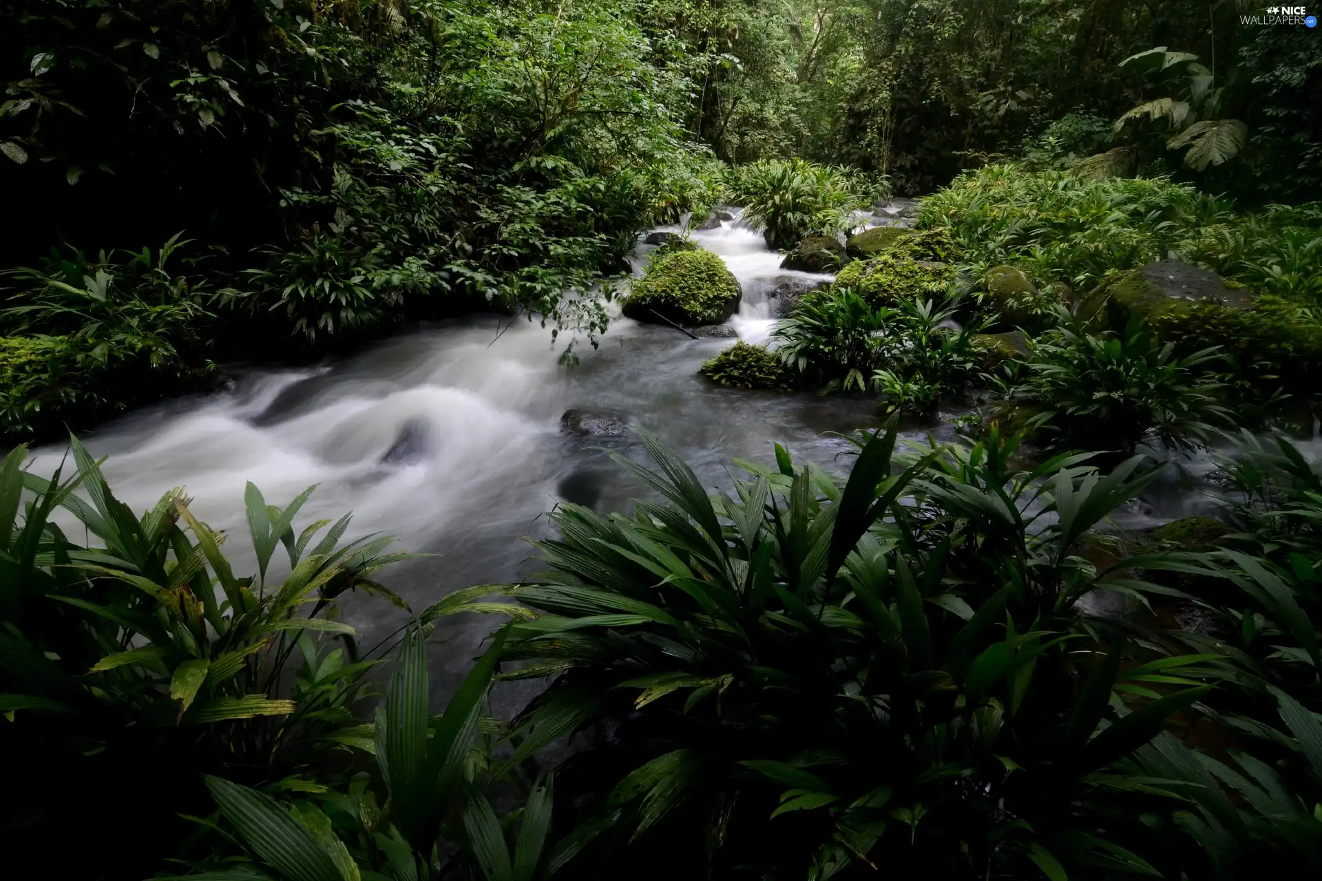 VEGETATION, Costa Rica, flux, Stones, jungle