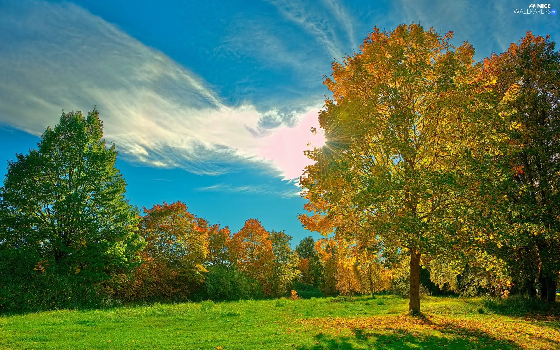 viewes, autumn, color, trees, Meadow