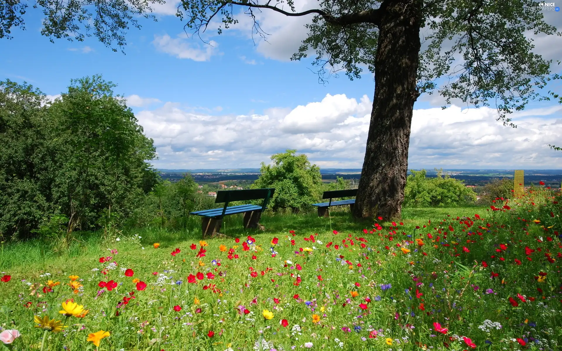 viewes, bench, Flowers, trees, Meadow