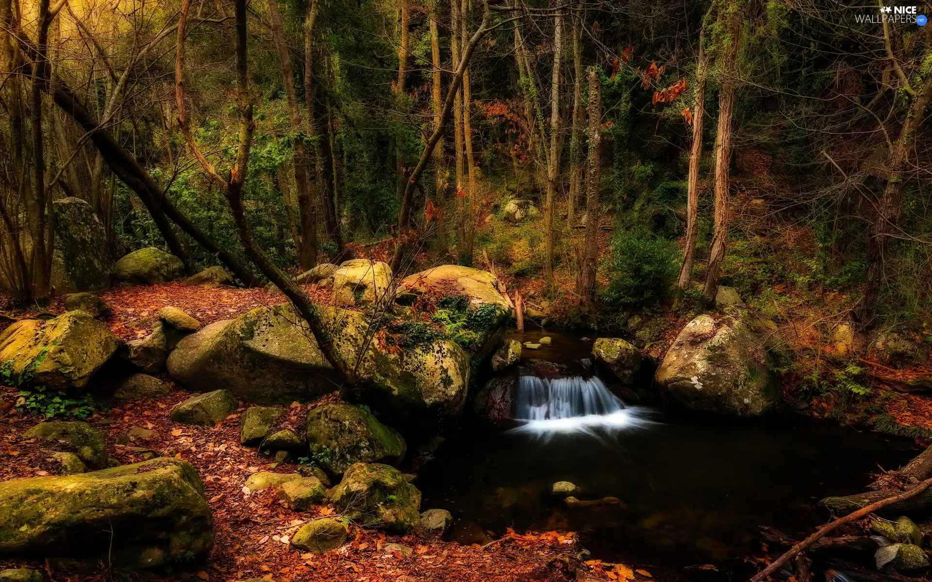 River, trees, fallen, viewes, forest, Stones, Leaf