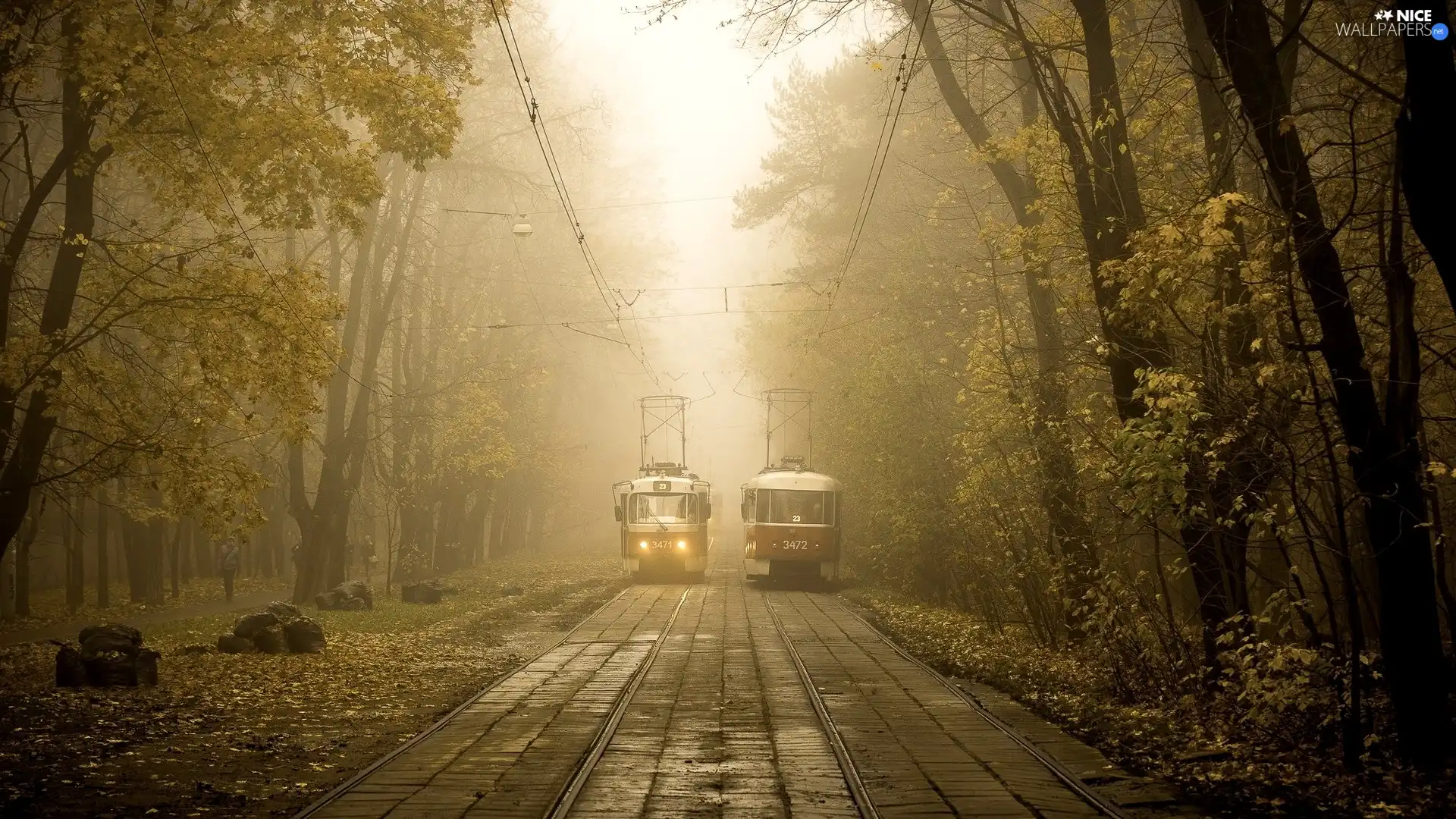 viewes, Fog, rails, trees, trams