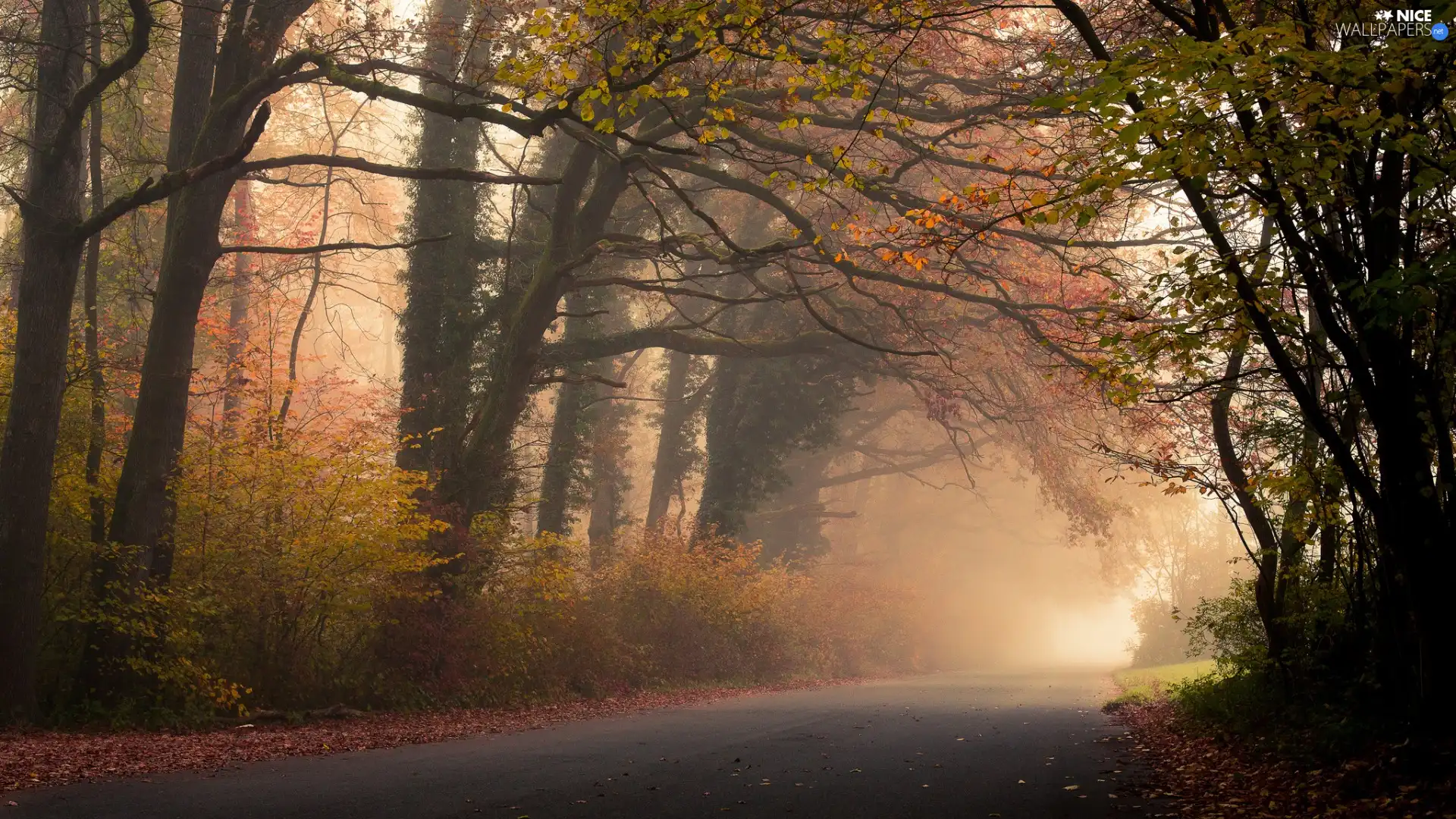 Way, autumn, viewes, Fog, trees, forest