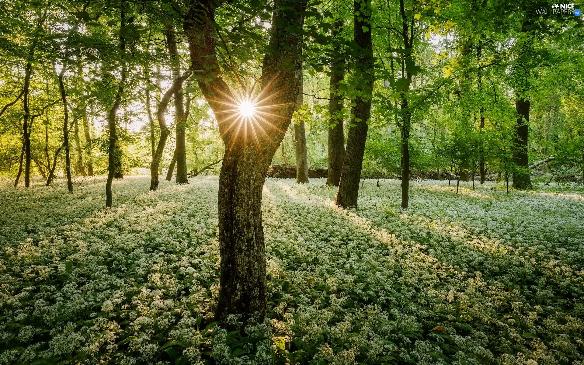 Flowers, trees, rays of the Sun, viewes, forest, Wild Garlic, Spring