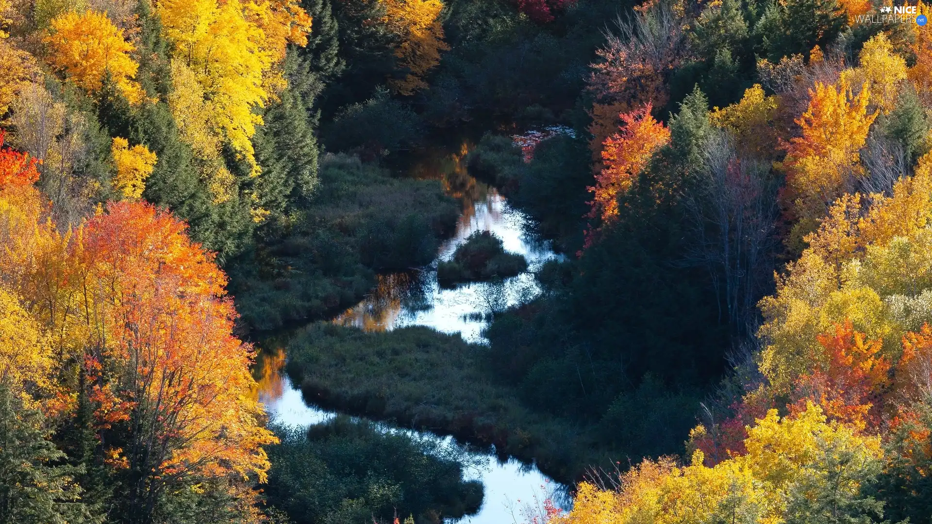 autumn, River, trees, viewes, color, forest