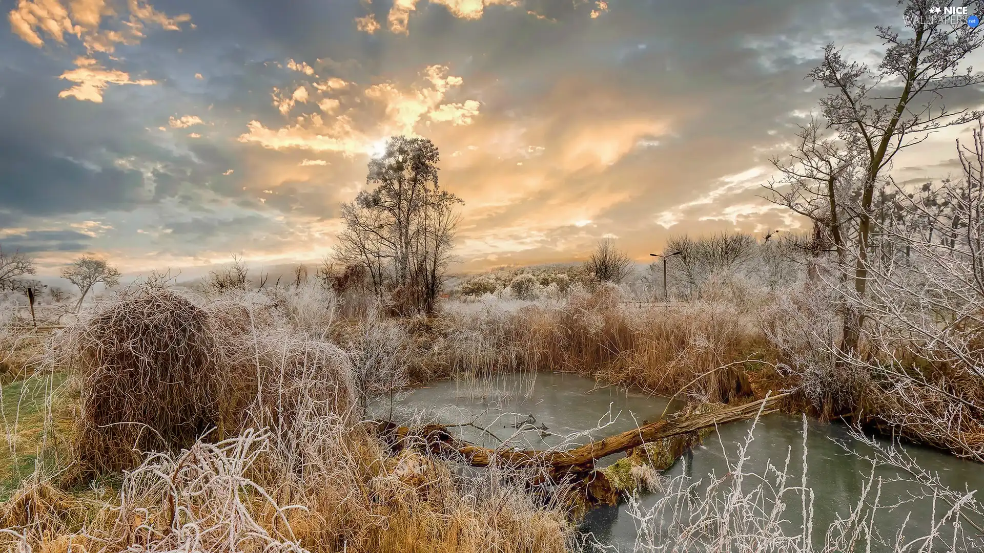 viewes, frosty, Pond - car, trees, winter, grass, Great Sunsets