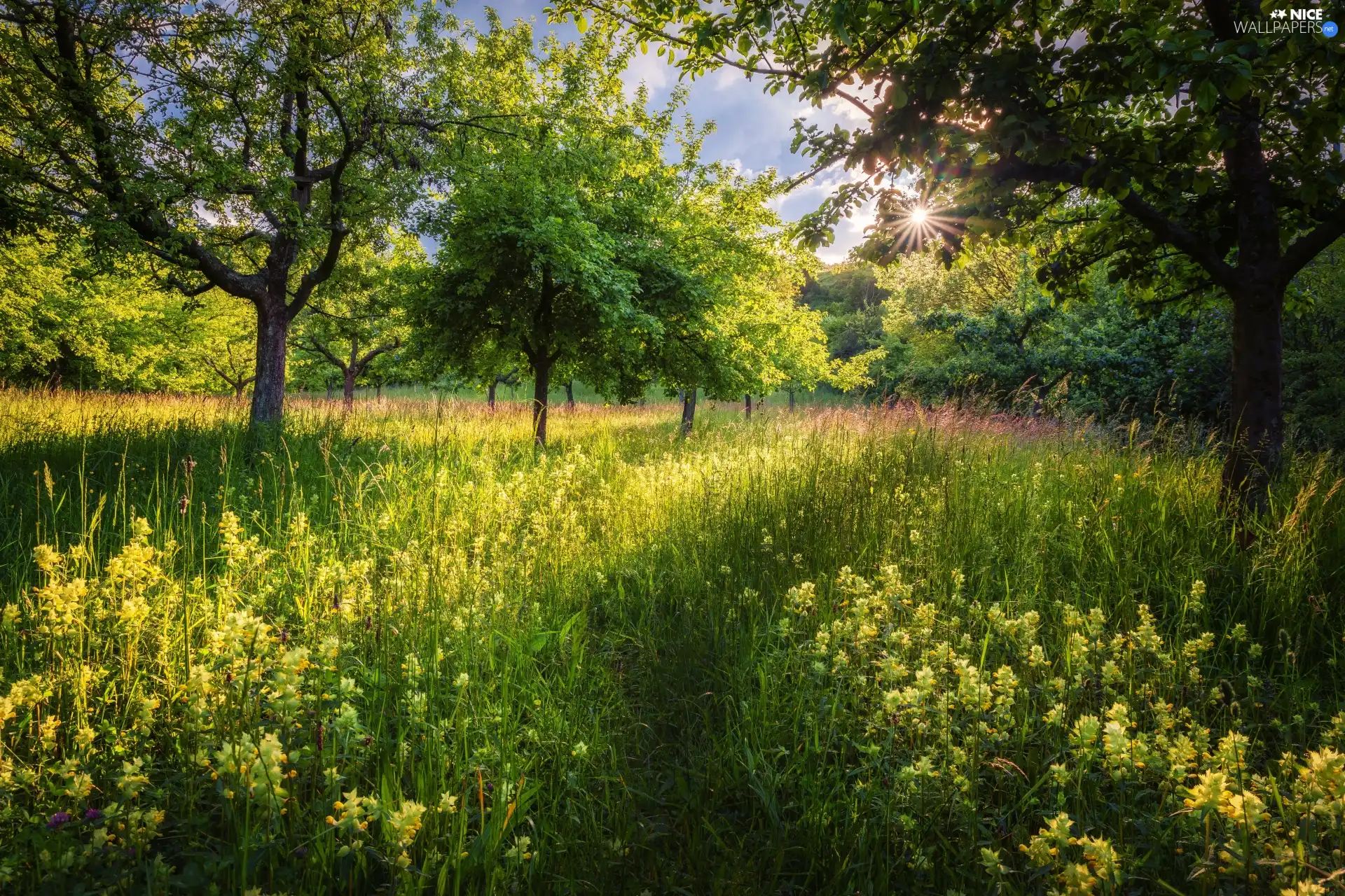 viewes, grass, rays of the Sun, trees, Flowers, green, summer