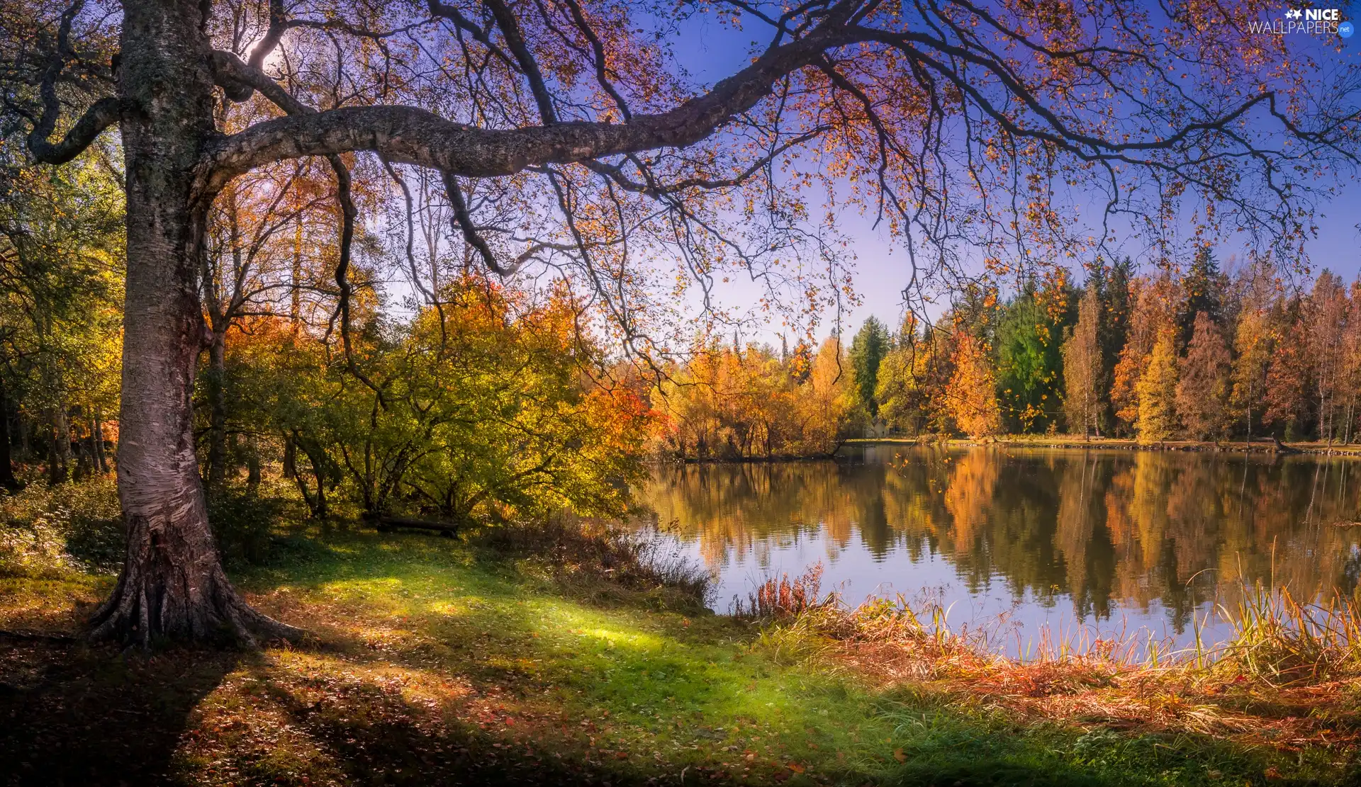 trees, viewes, lake, autumn, forest