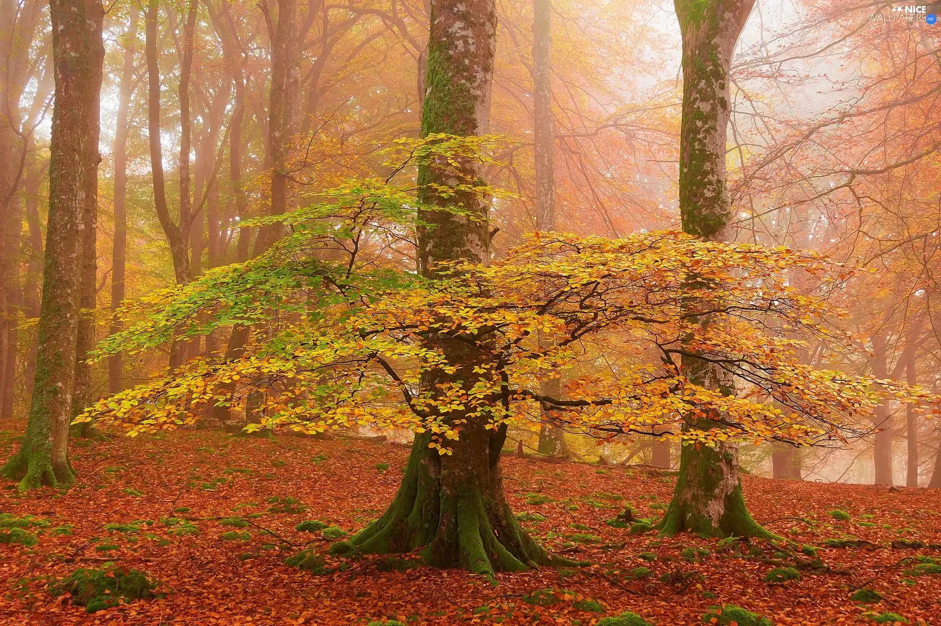 Fog, autumn, viewes, Leaf, trees, forest