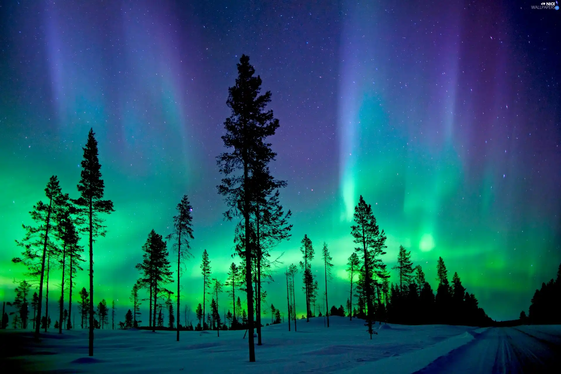 aurora polaris, trees, viewes, winter