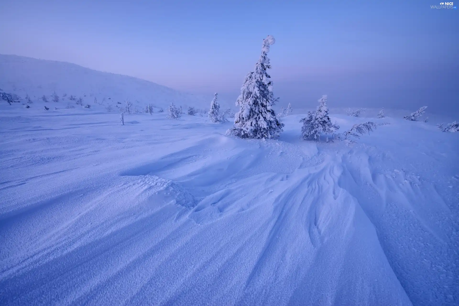 drifts, winter, trees, viewes, Mountains, snow
