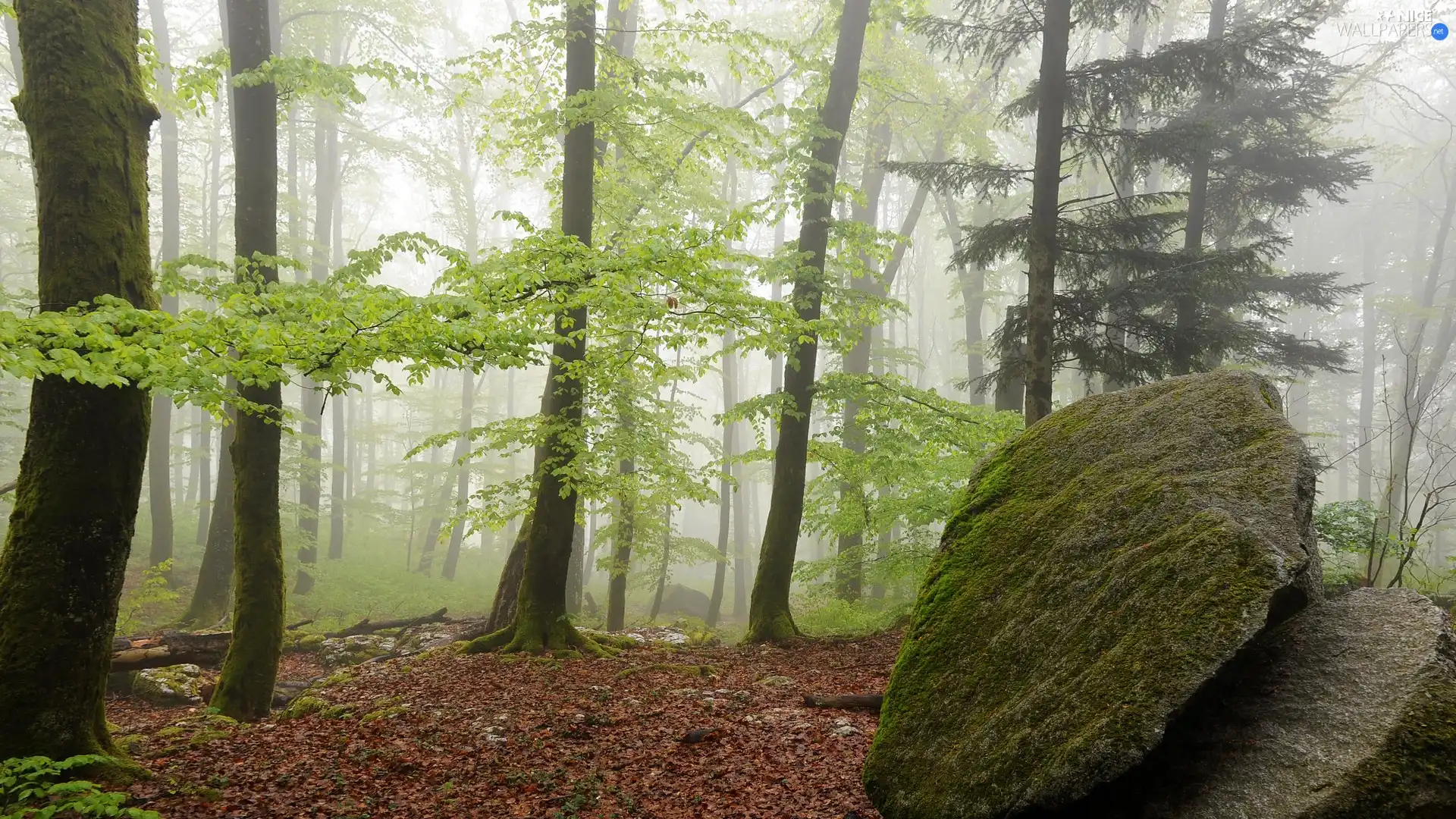 trees, viewes, Stone, Fog, forest