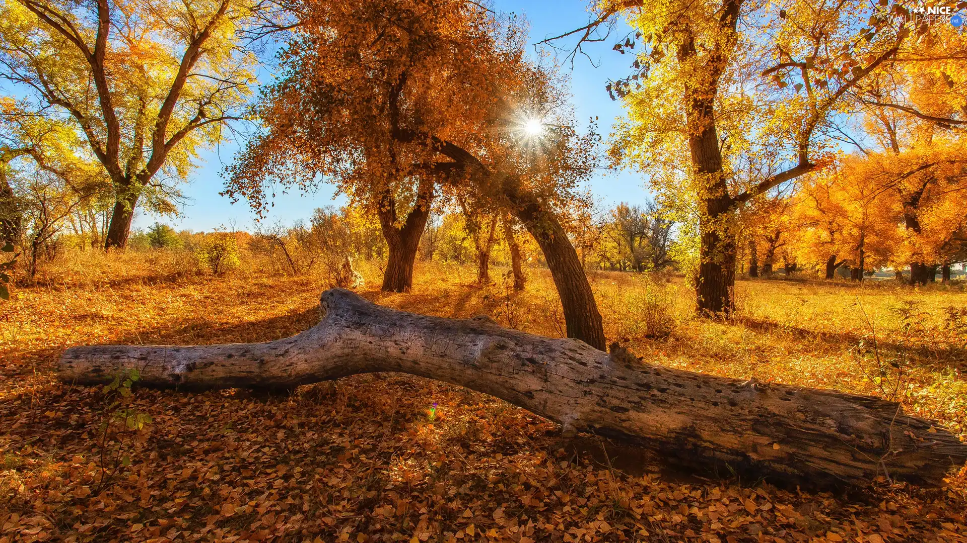 viewes, autumn, trunk, rays of the Sun, Struck, trees