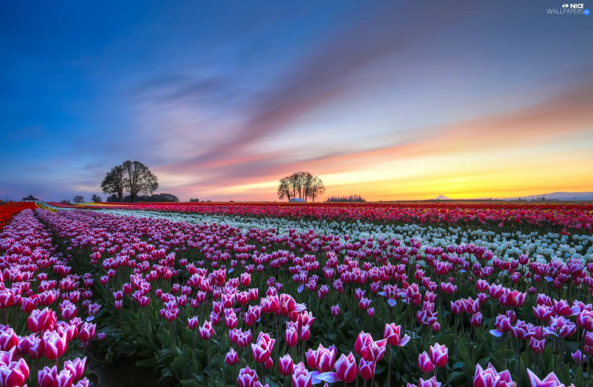 Field, west, viewes, Tulips, trees, sun