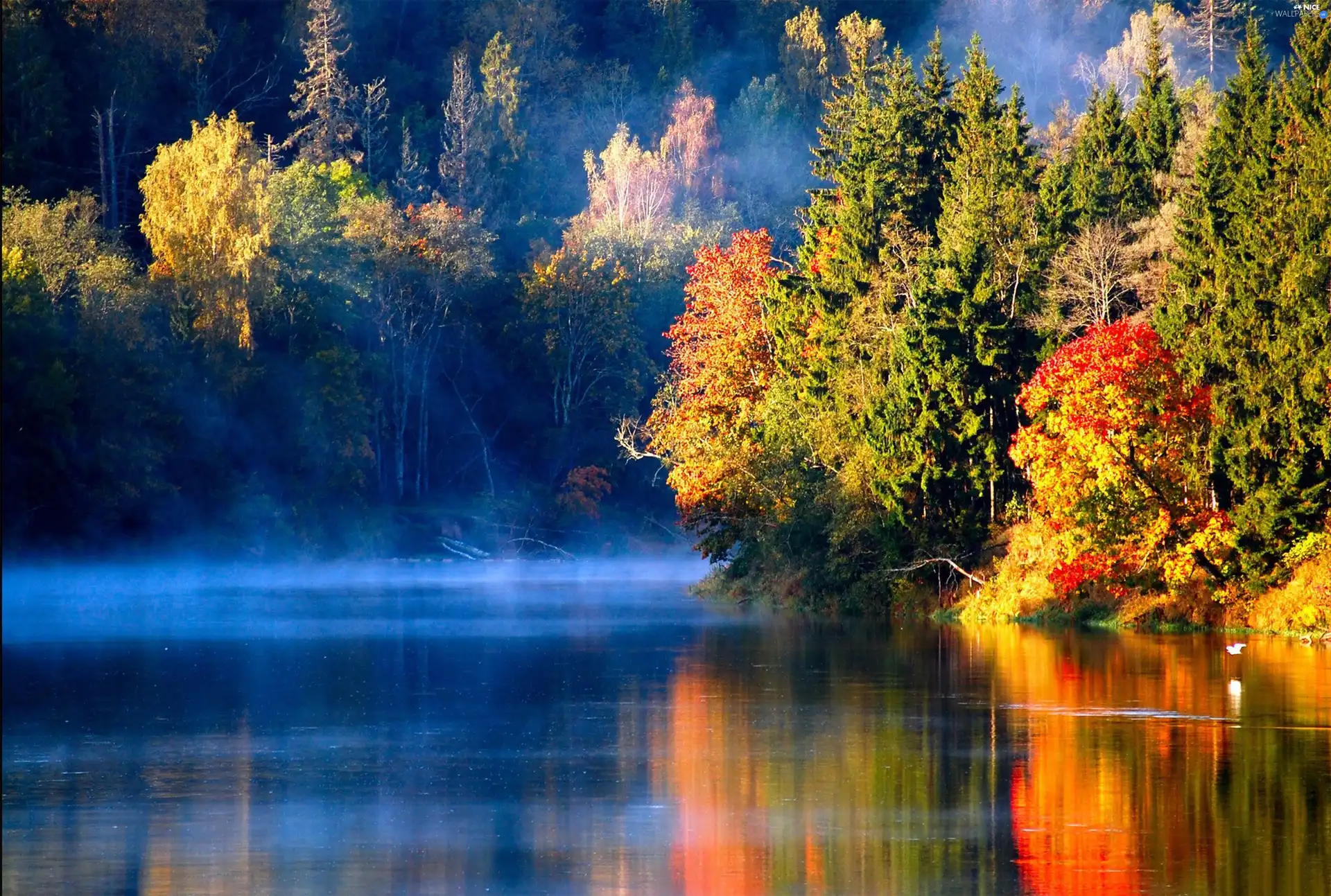 water, trees, viewes, Fog