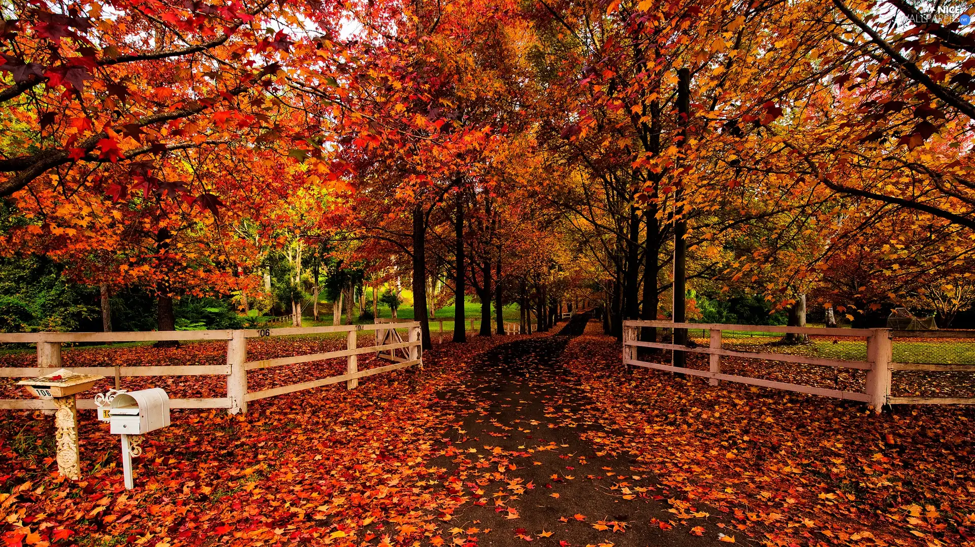 Leaf, trees, Way, viewes, autumn, Fences, box