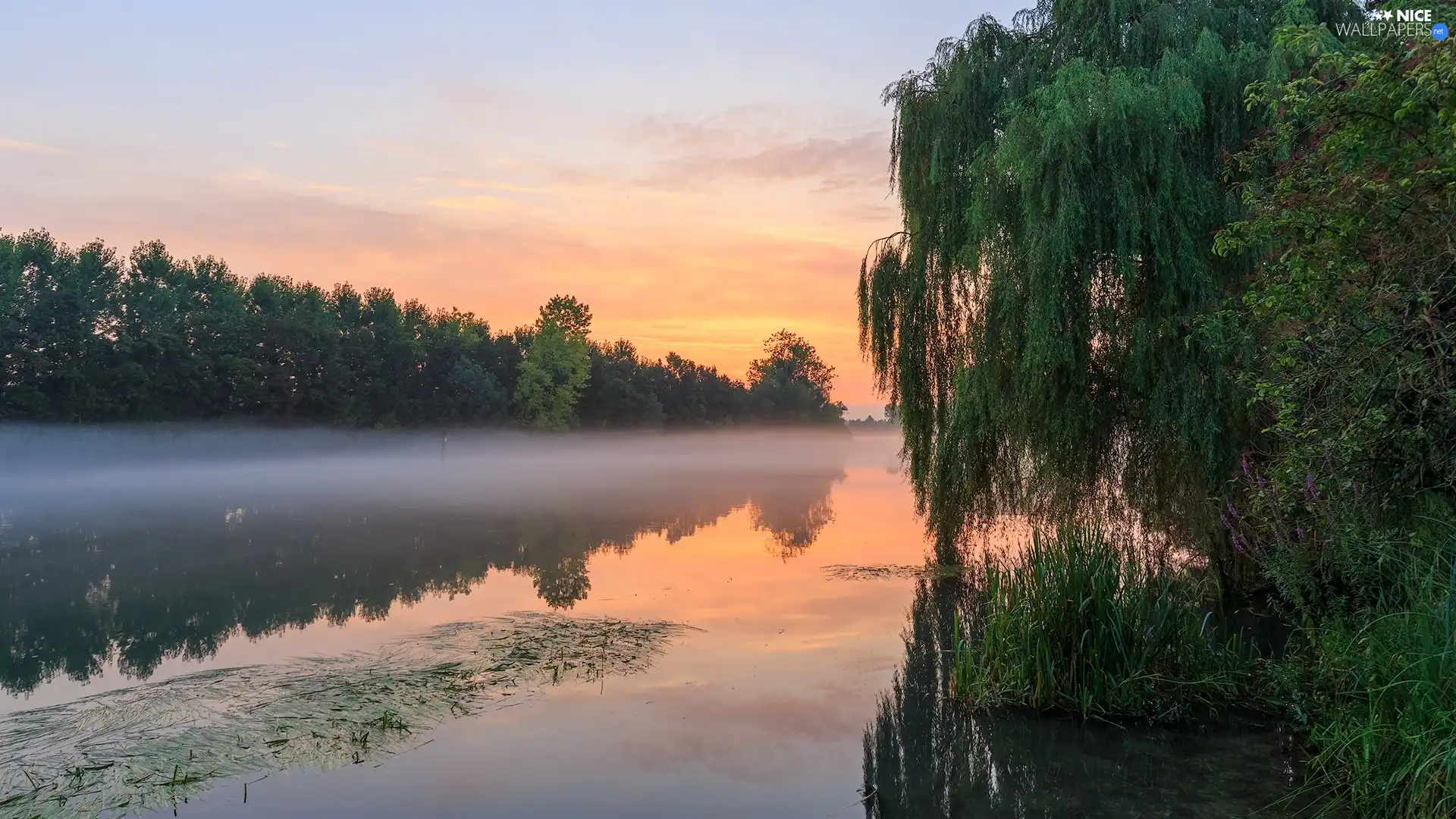 viewes, lake, Fog, Great Sunsets, Golden Weeping Willow, trees