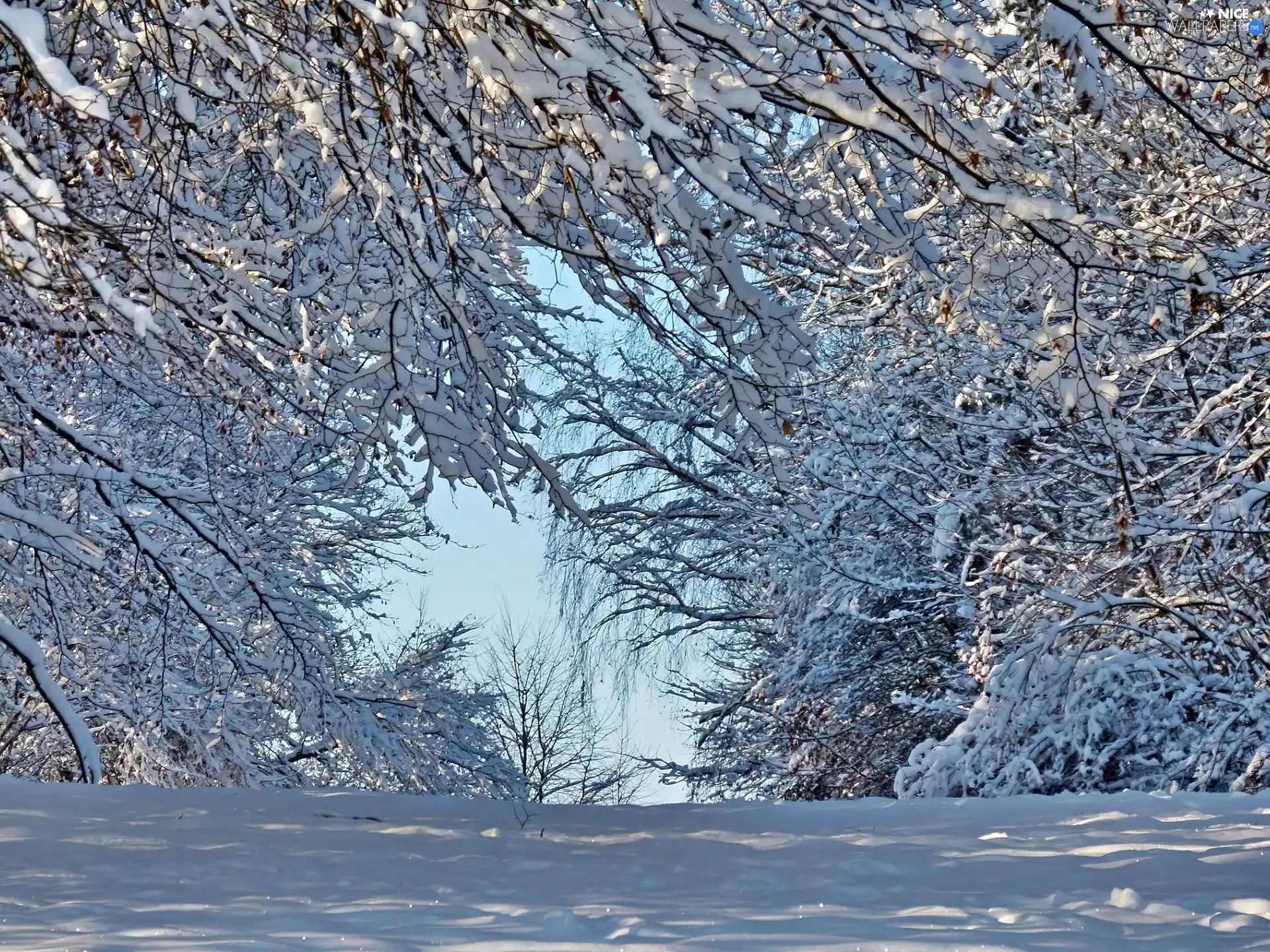 winter, trees, viewes, Snowy