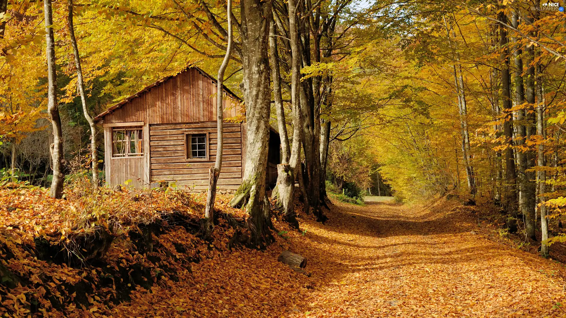 forest, trees, wooden, viewes, autumn, Way, Home