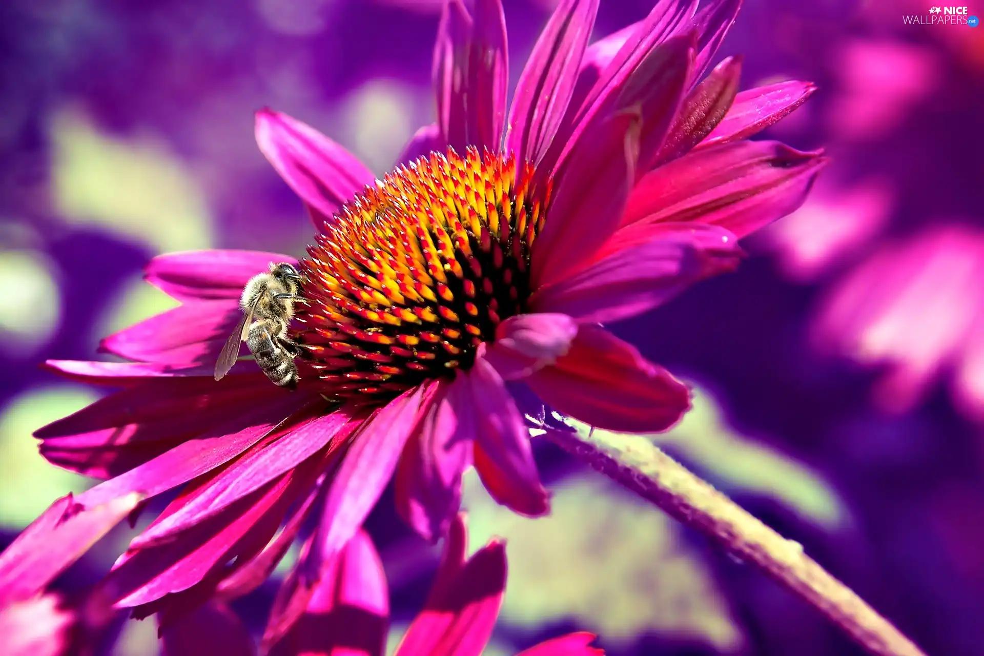 Pink, echinacea, bee, Colourfull Flowers