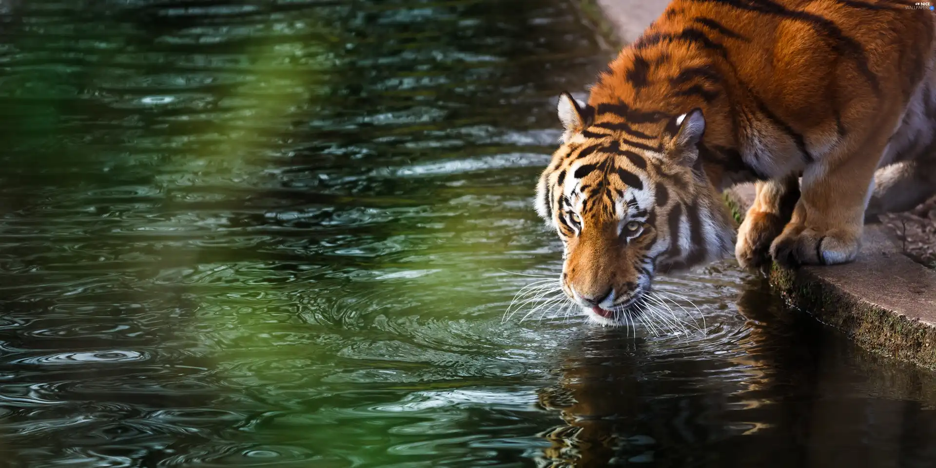 water, tiger, coast