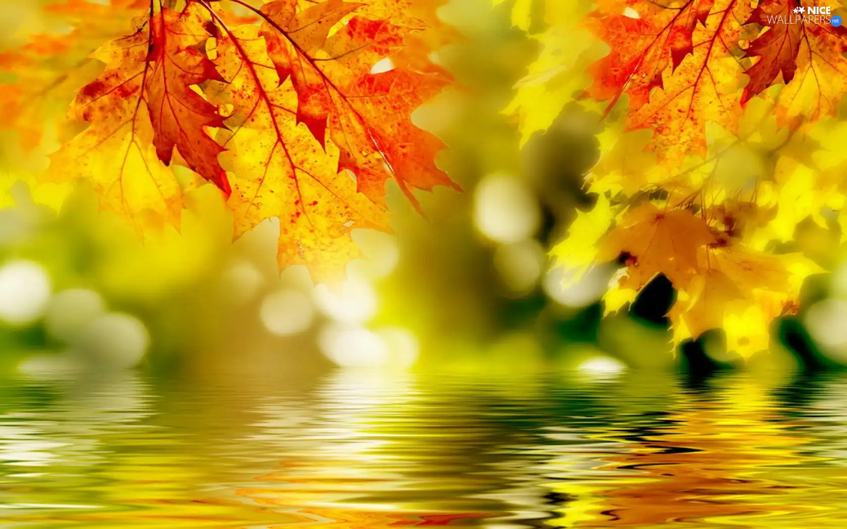 water, autumn, Leaf