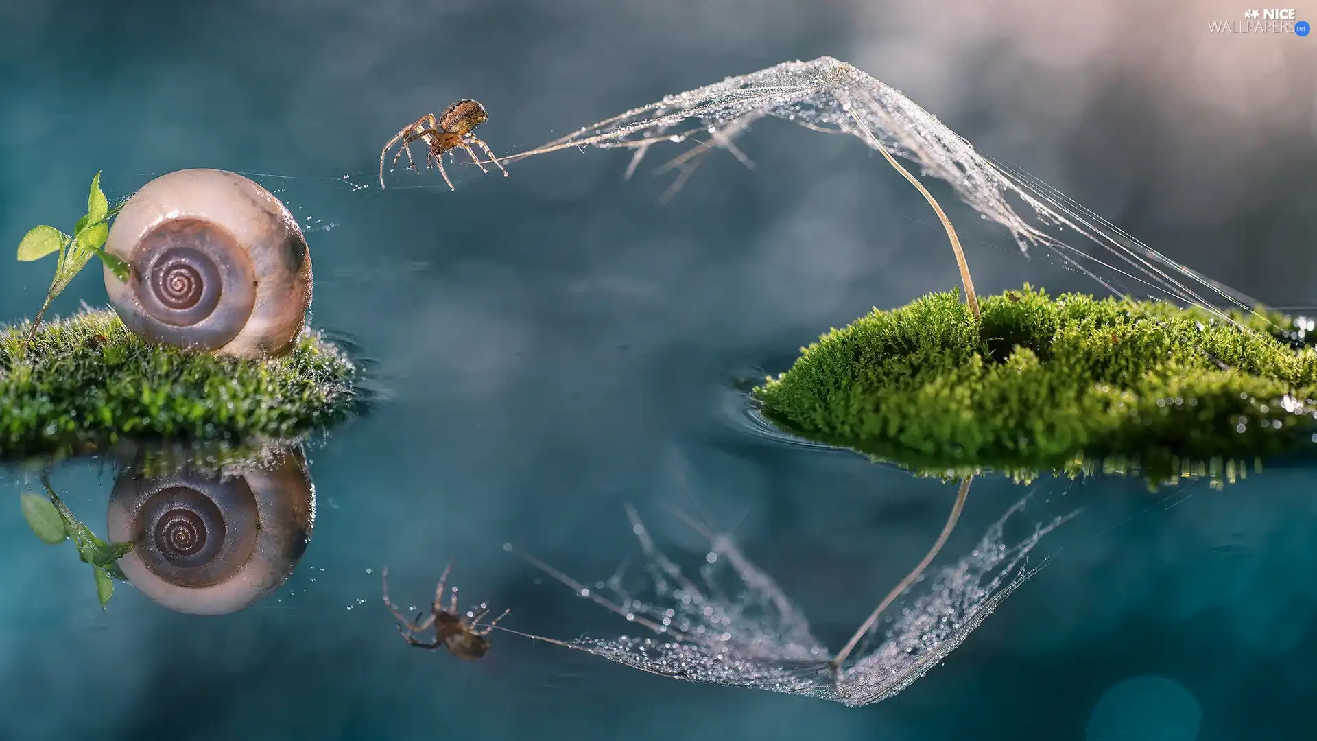 Web, Close, Moss, water, shell, Spider