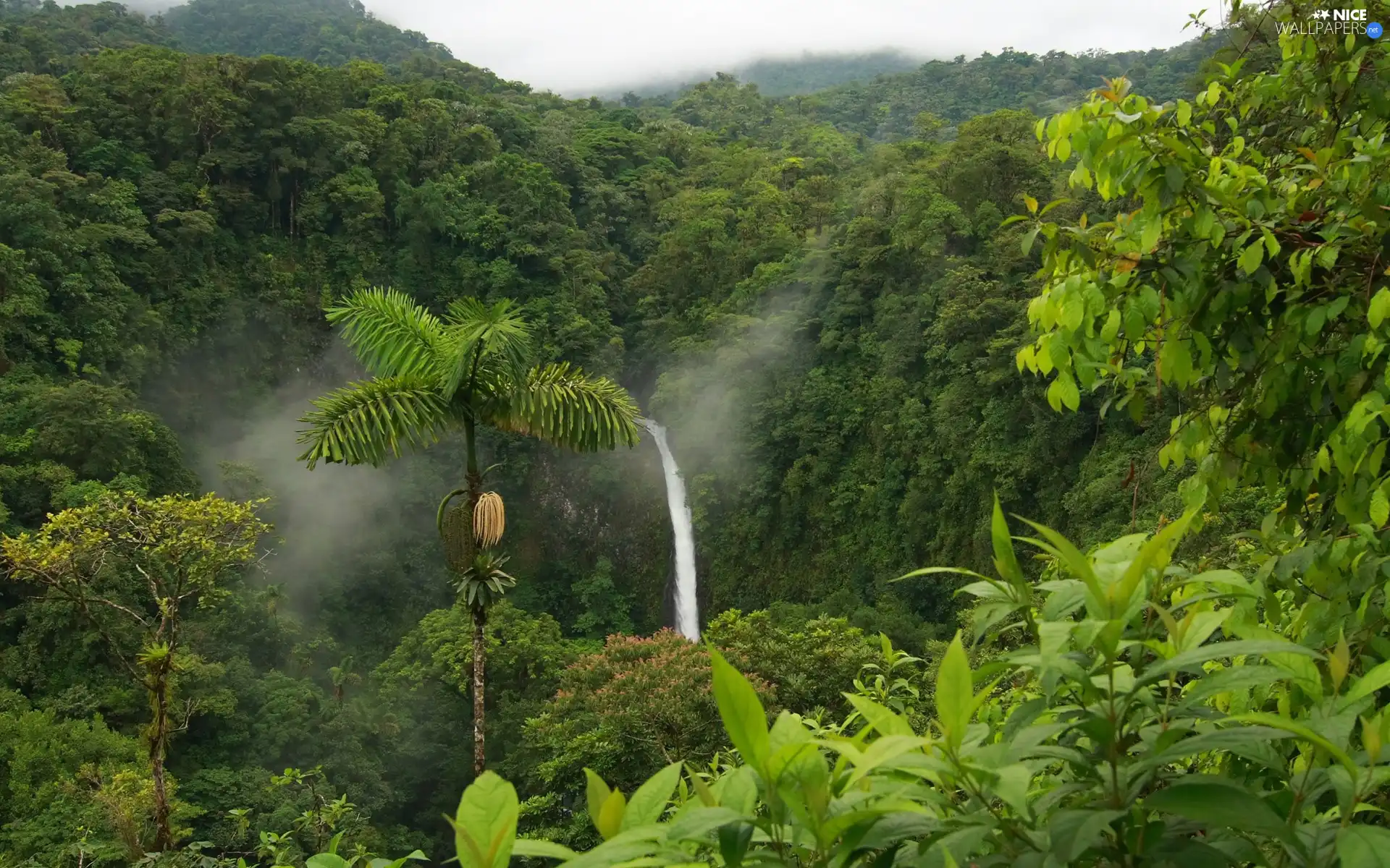 jungle, waterfall