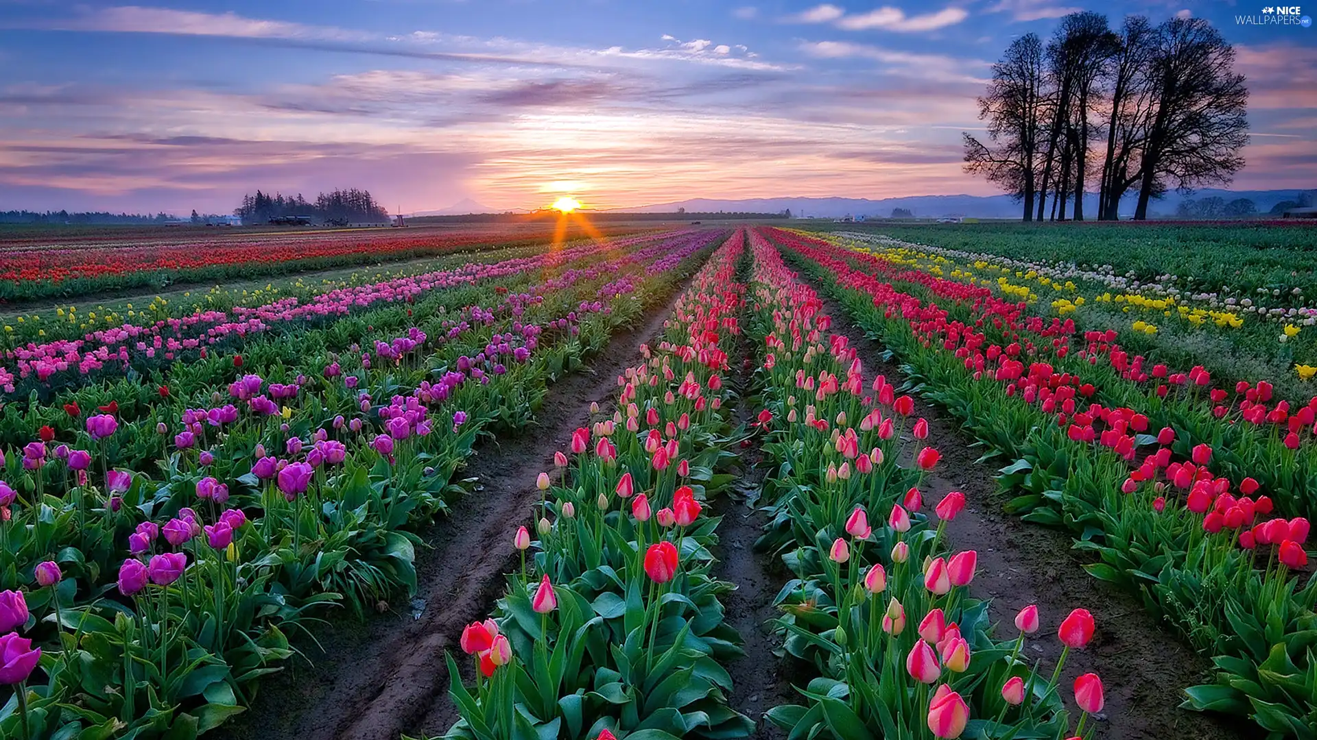 west, Tulips, Field