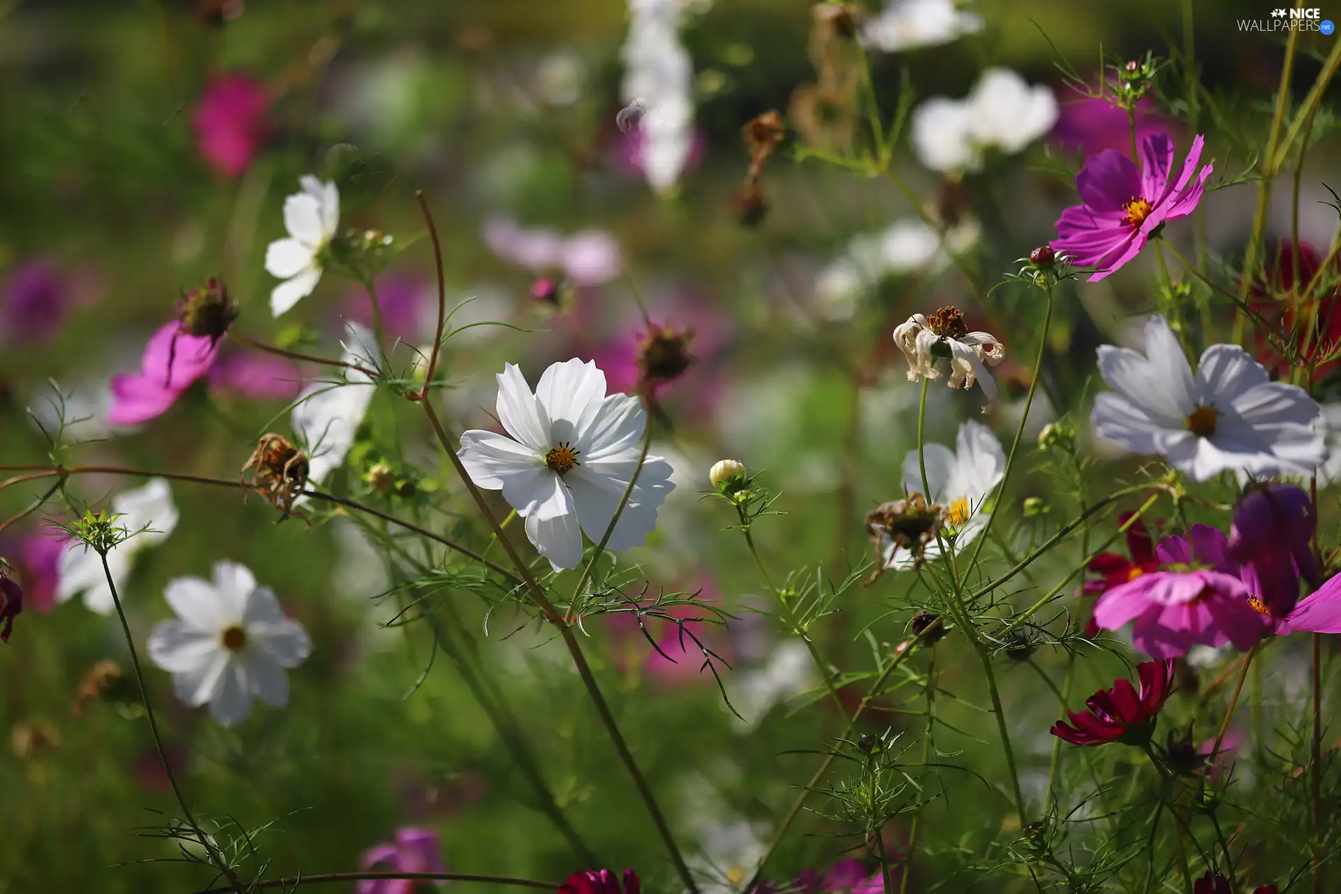 Cosmos, Pink, Flowers, White