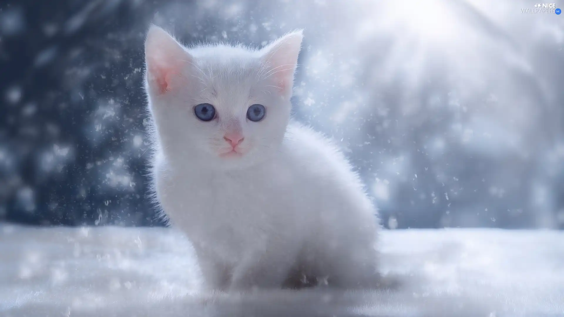 kitten, Blue Eyed, White