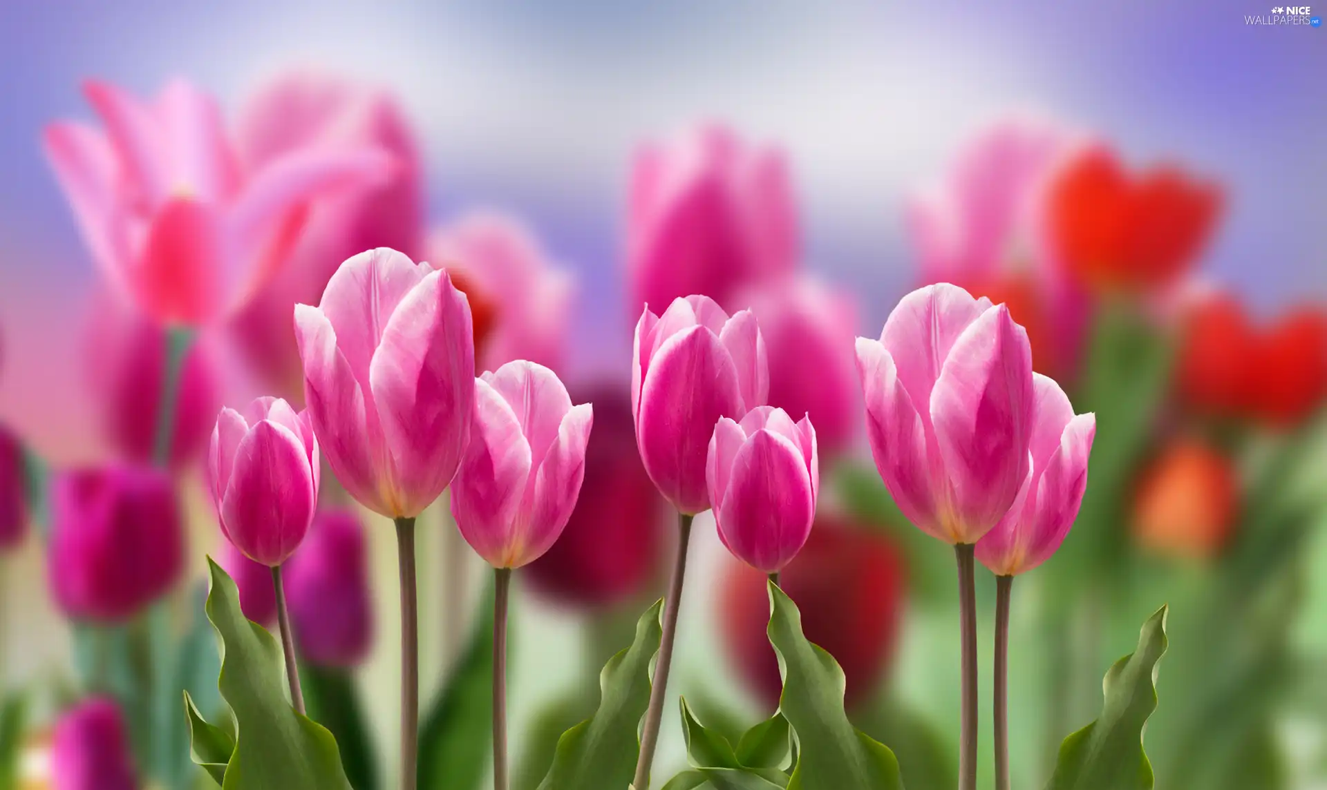 Flowers, Tulips, blur, white and pink
