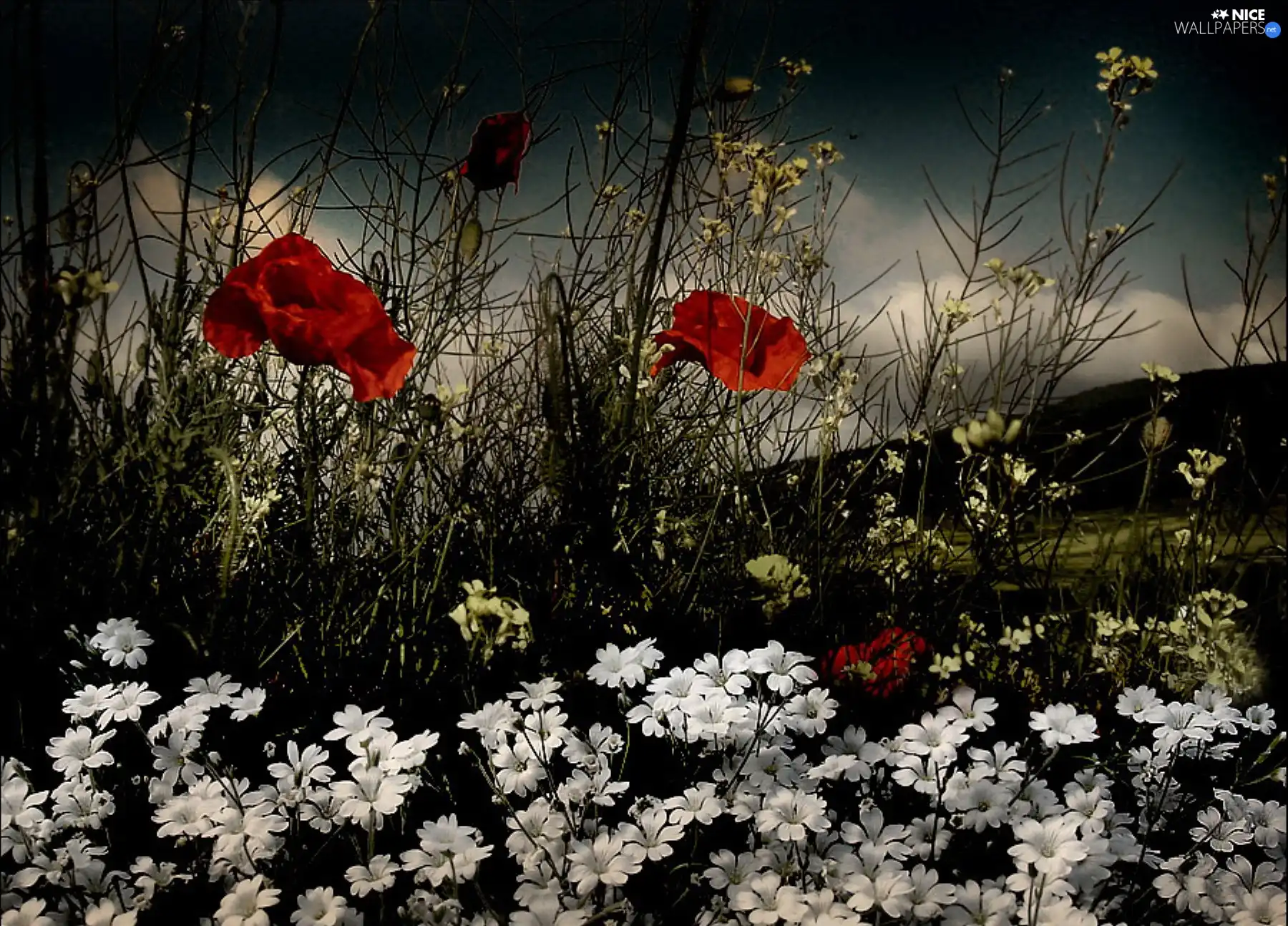 papavers, Flowers, Alpine Cerastium, Red, Field, White, clouds