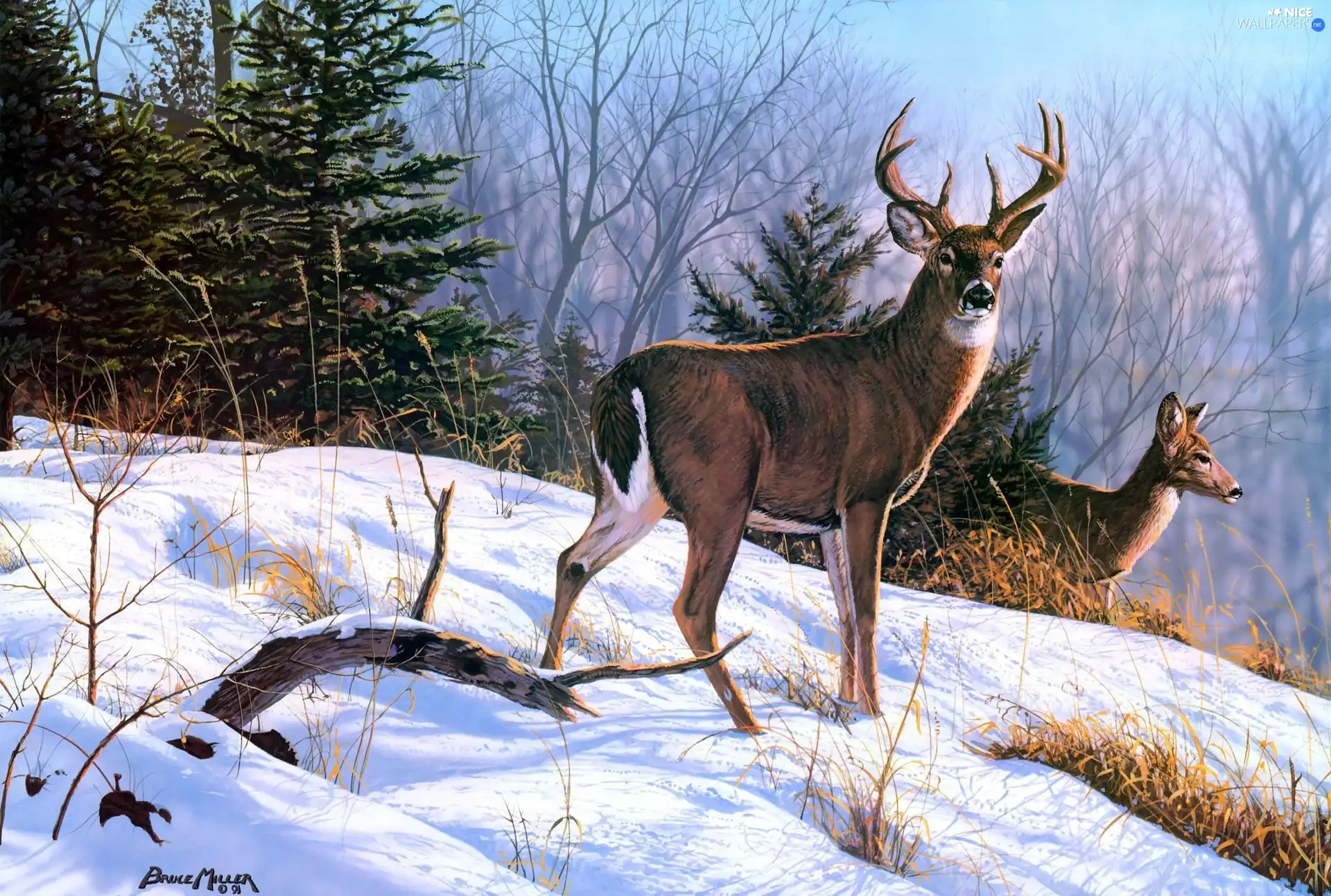 winter, Bruce Miller, doe, forest, deer