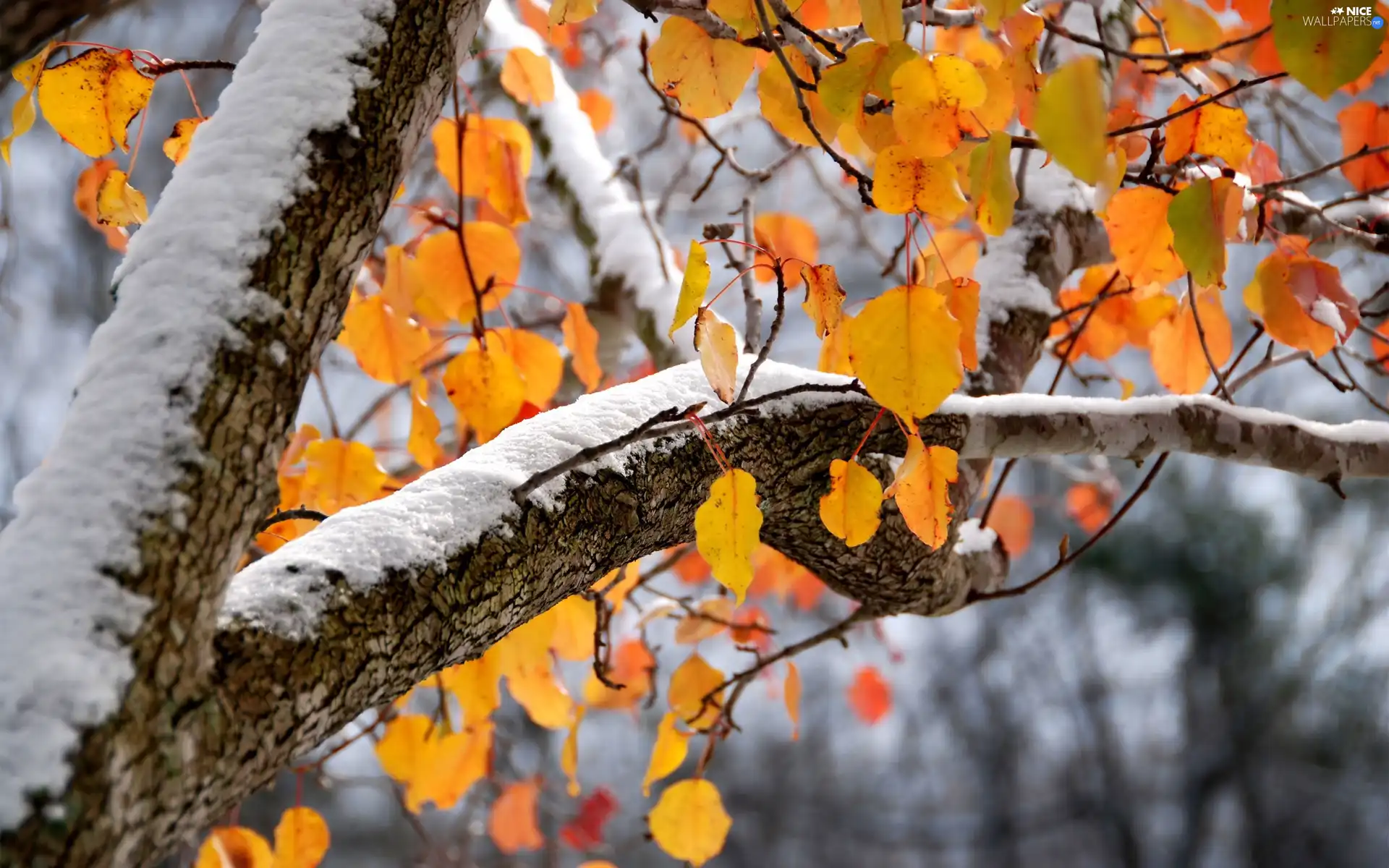 winter, snow, trees, autumn, Leaf
