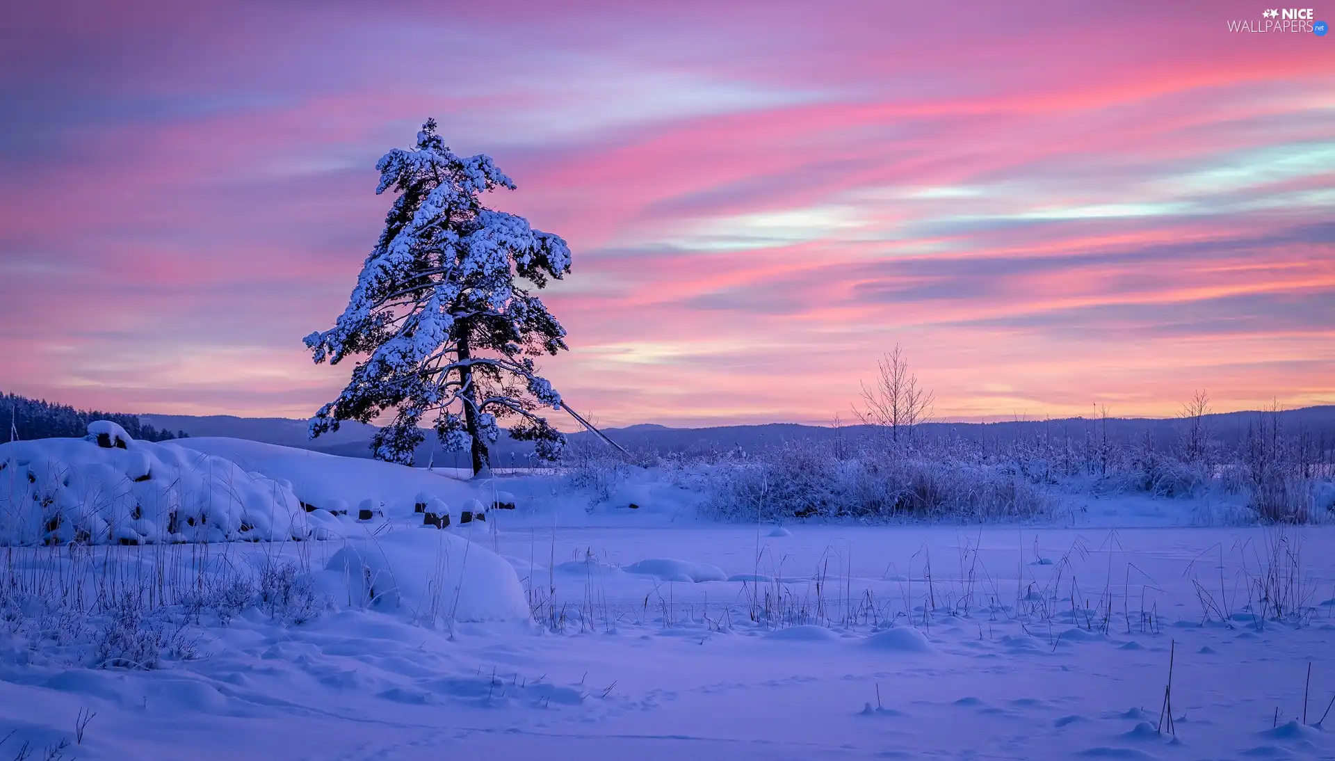 winter, Värmland Region, Snowy, Municipality of Arvika, Sweden, Sunrise, trees
