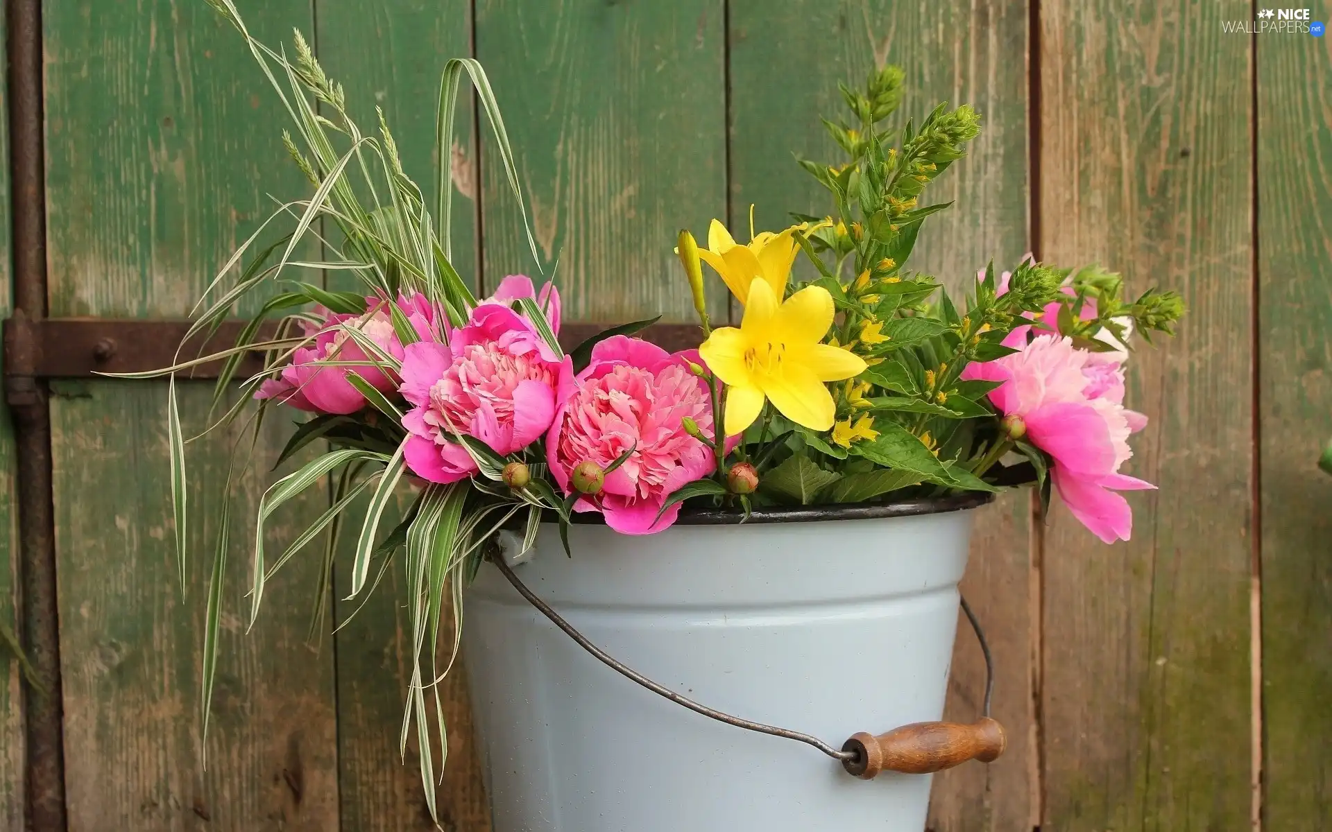 Yellow, Flowers, Pink, Peonies, bucket